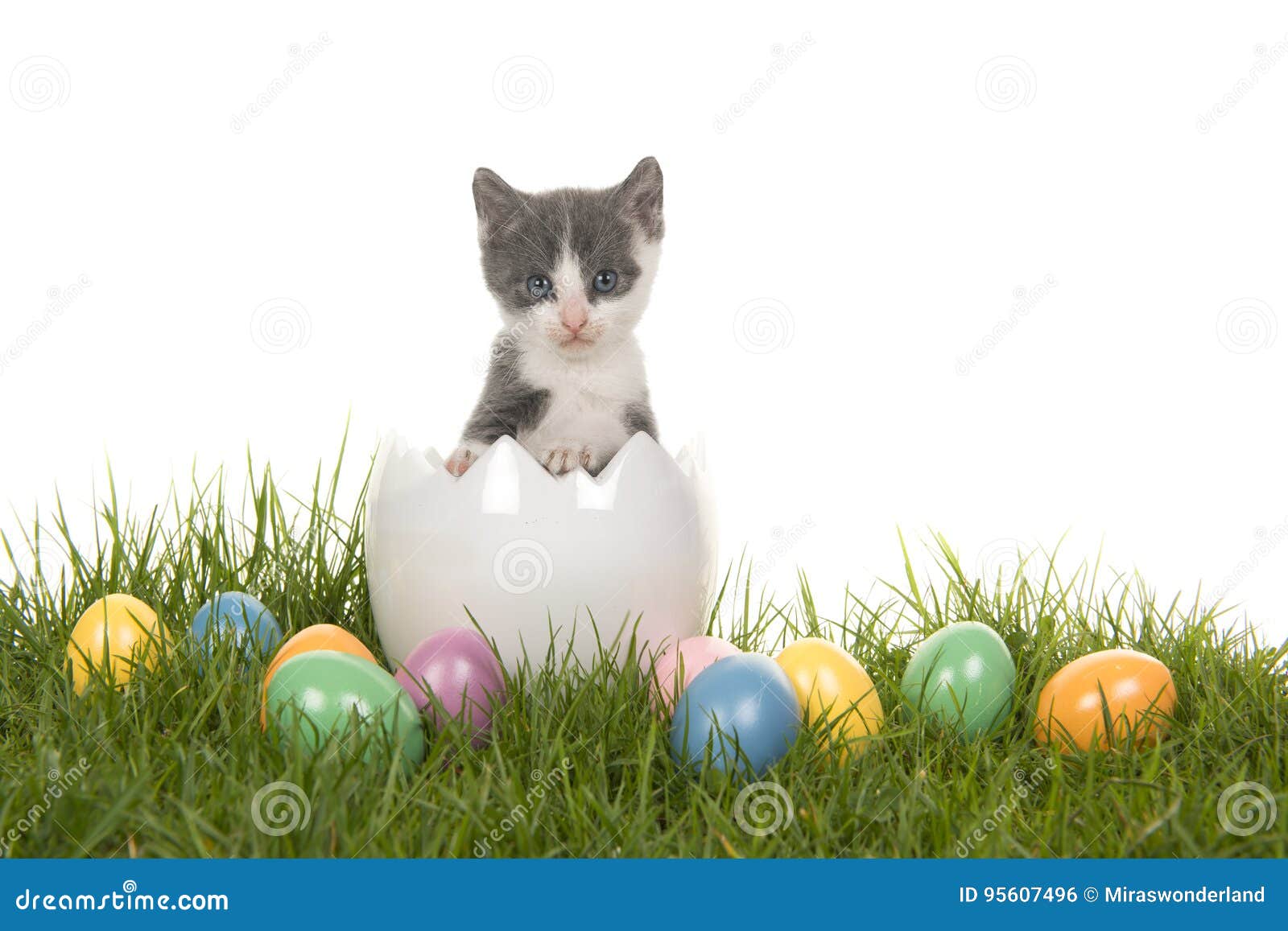eggs for kittens