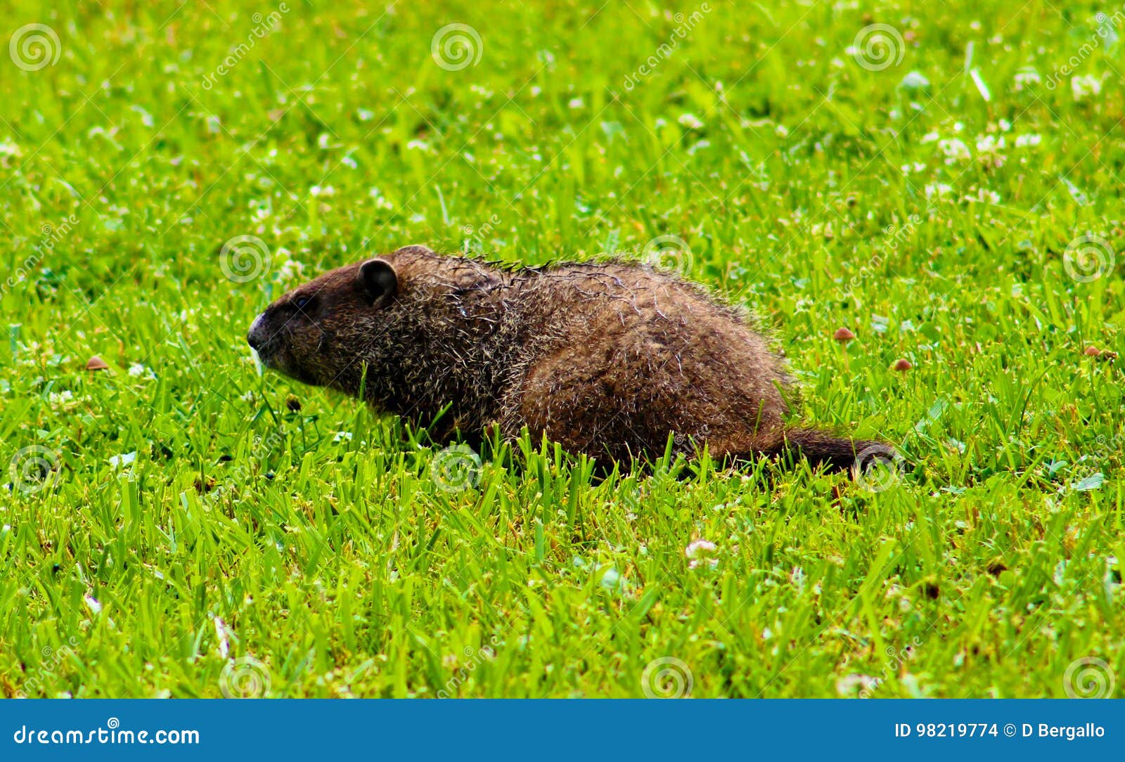 Cute Groundhog In My Backyard Stock Photo Image Of Playing Nature