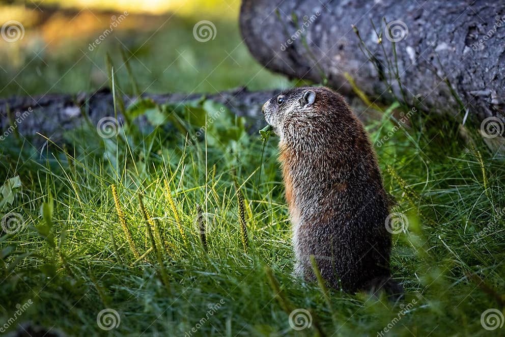 Cute Groundhog Staring in the Forest in the Morning Stock Photo - Image
