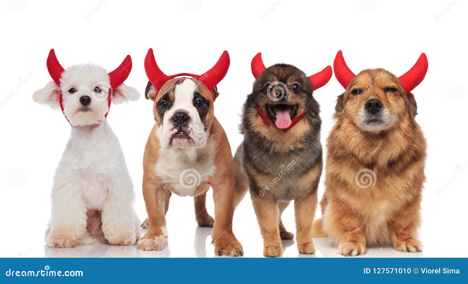 Are Horns Good For Dogs