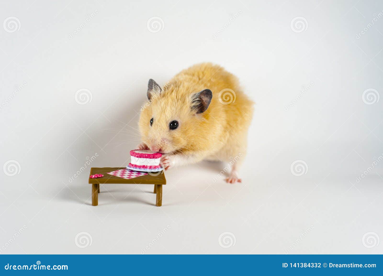 amazon bernese mountain dog