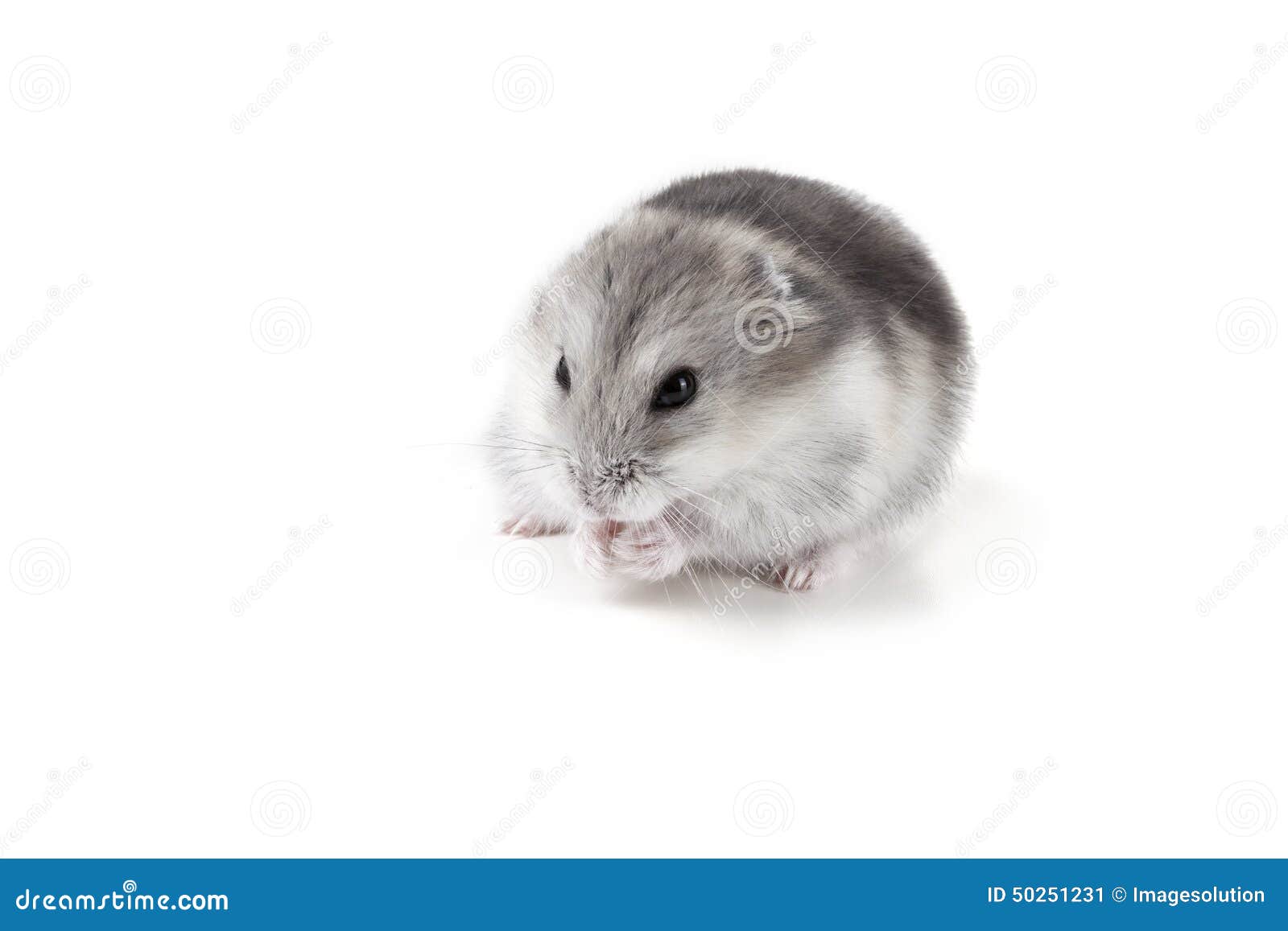 grey and white hamster