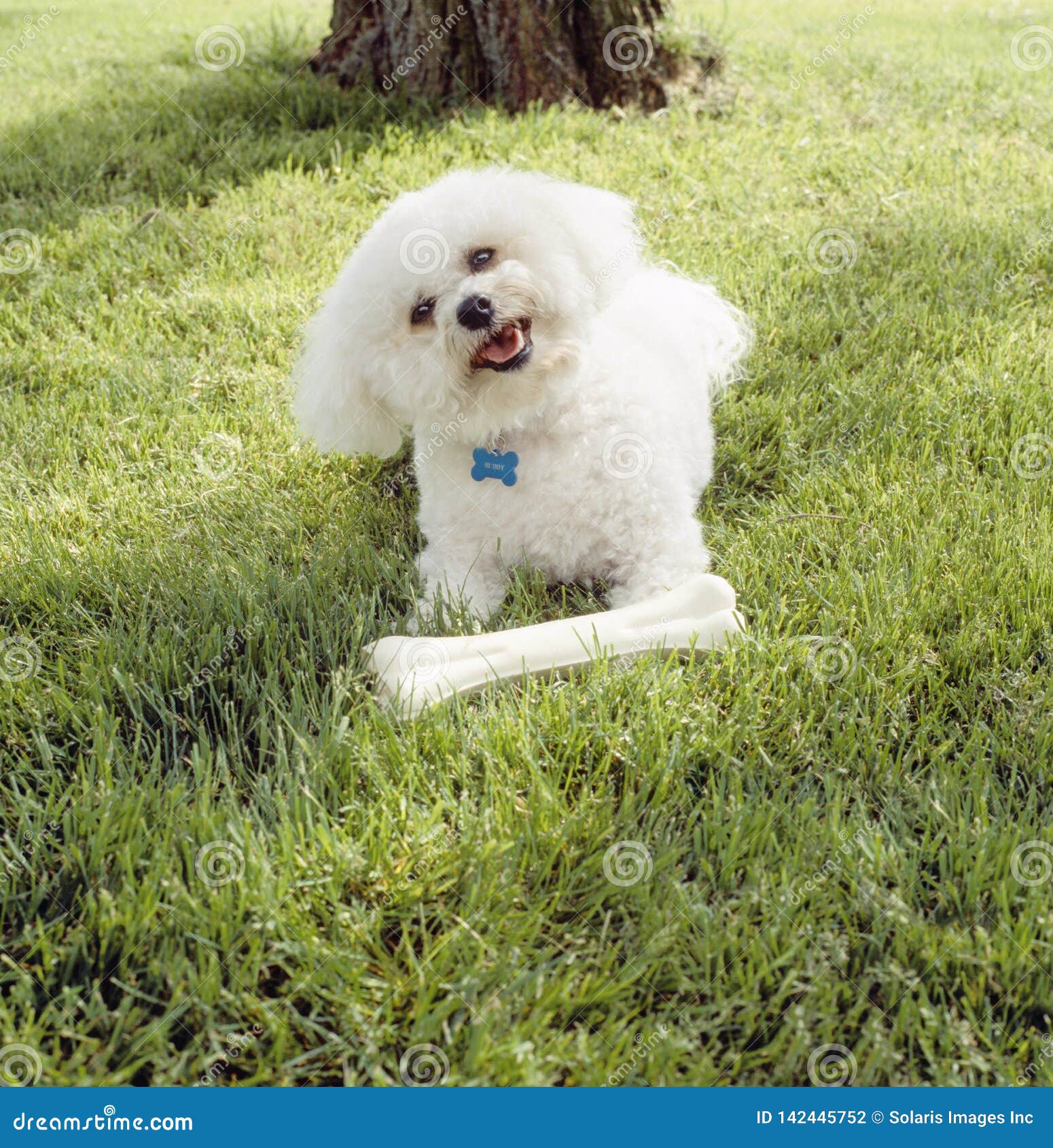 Cute, Happy, Bichon Frise Dog With Clean White Fur Playing