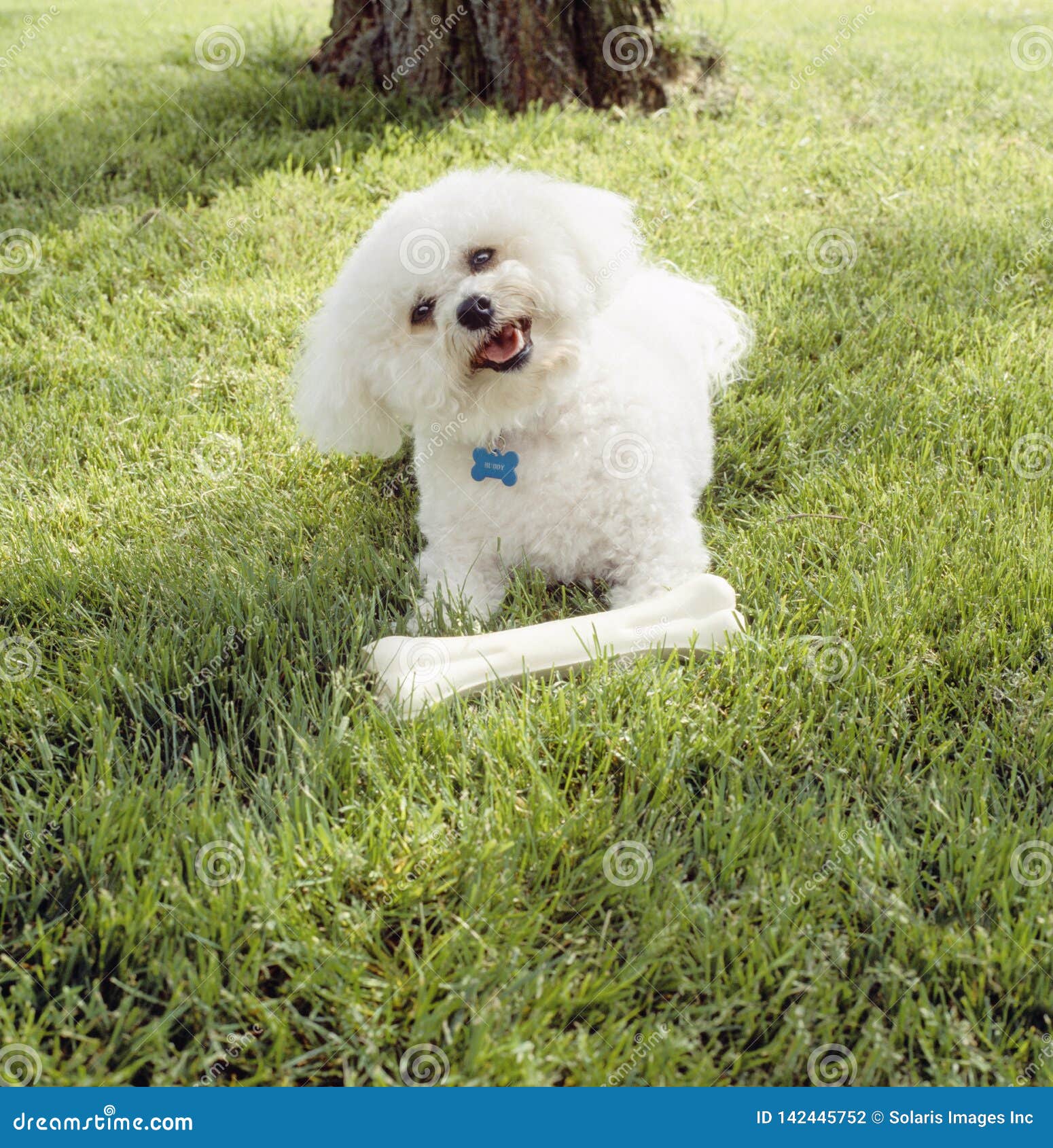 cute, happy, bichon frise dog with clean white fur playing with chew toy bone outdoors on grass lawn