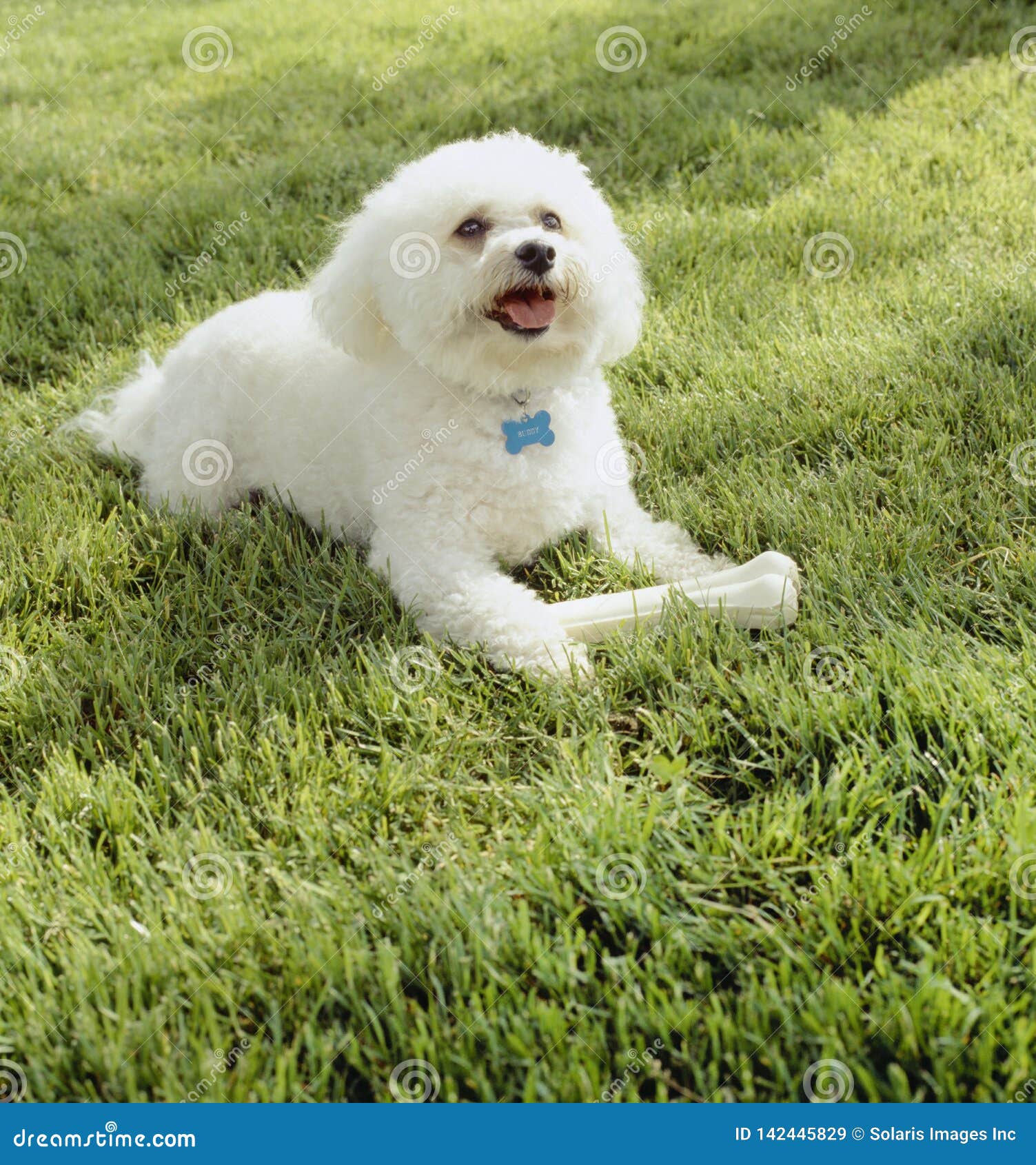 Cute, Happy, Bichon Frise Dog With Clean White Fur Playing