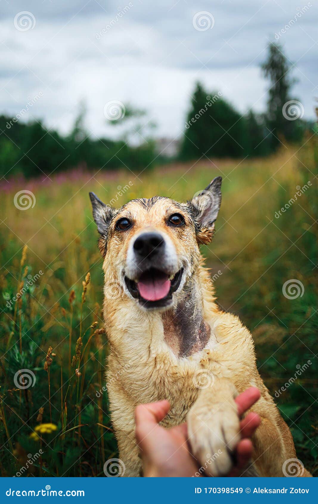 the happy dog paw