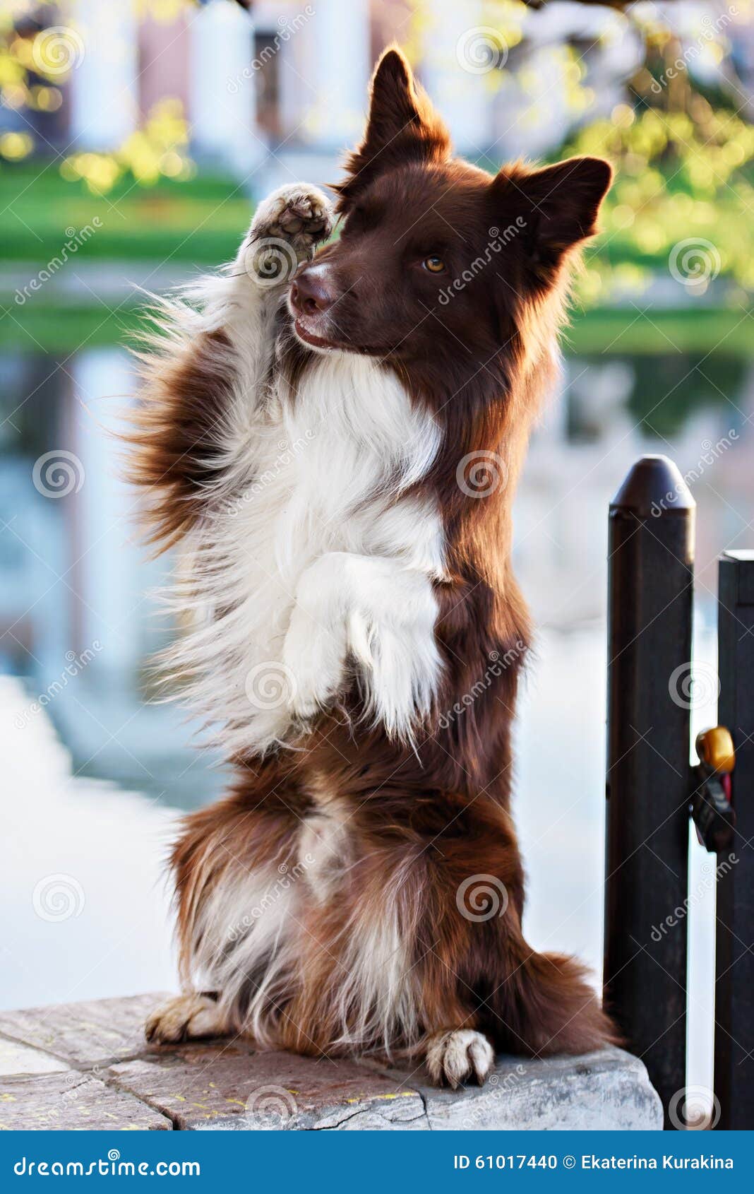 Cute Happy Dog Makes a Funny Pose Stock Photo Image of energy, dance