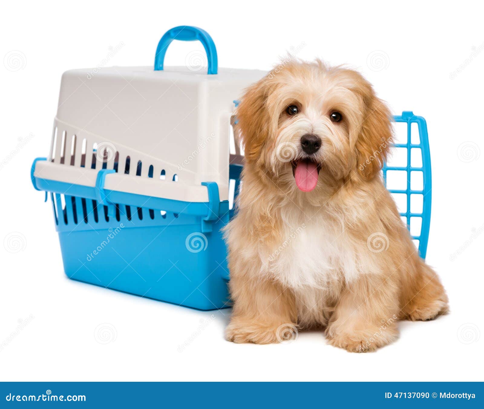 cute happy havanese puppy dog is sitting before a pet crate