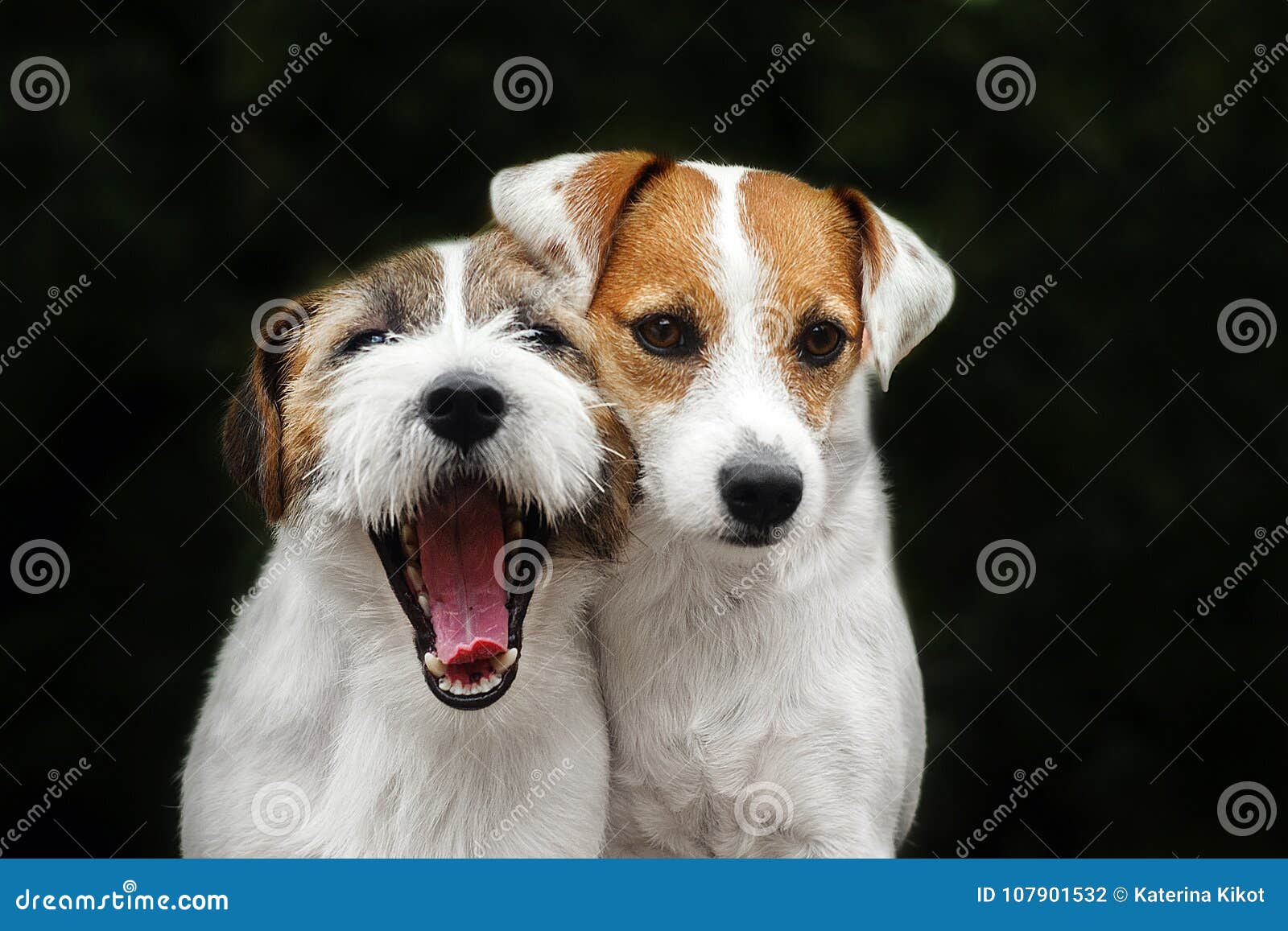 are jack russells good family pets