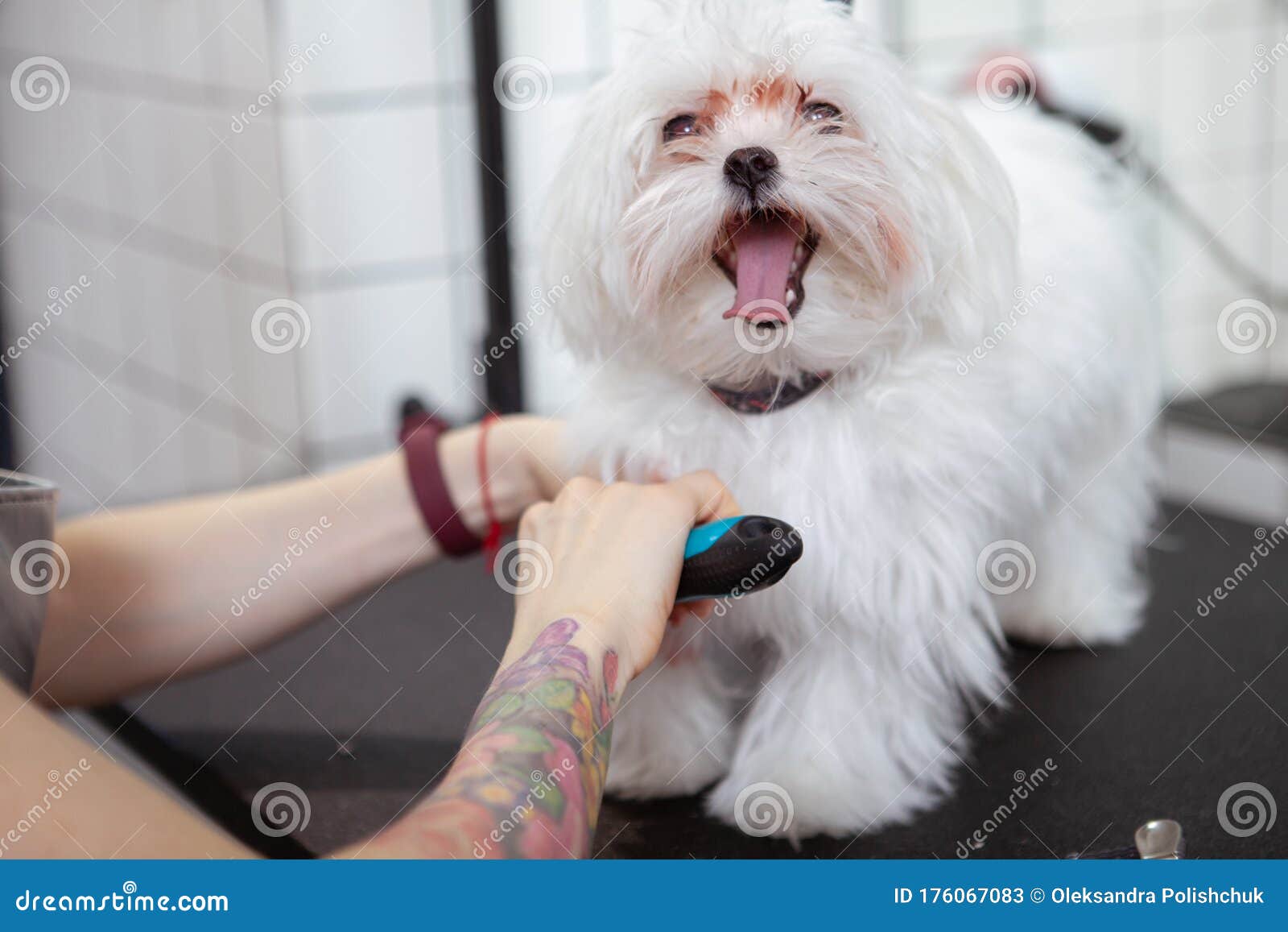 Cute Happy Little Dog At Grooming Salon Stock Image