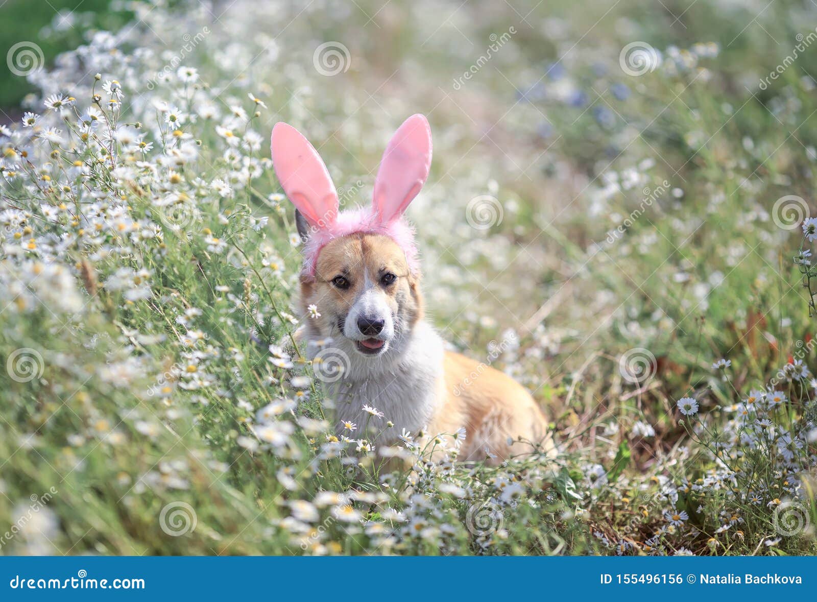 Cute Happy Puppy Dog Red Corgi in Festive Easter Pink Rabbit Ears on ...