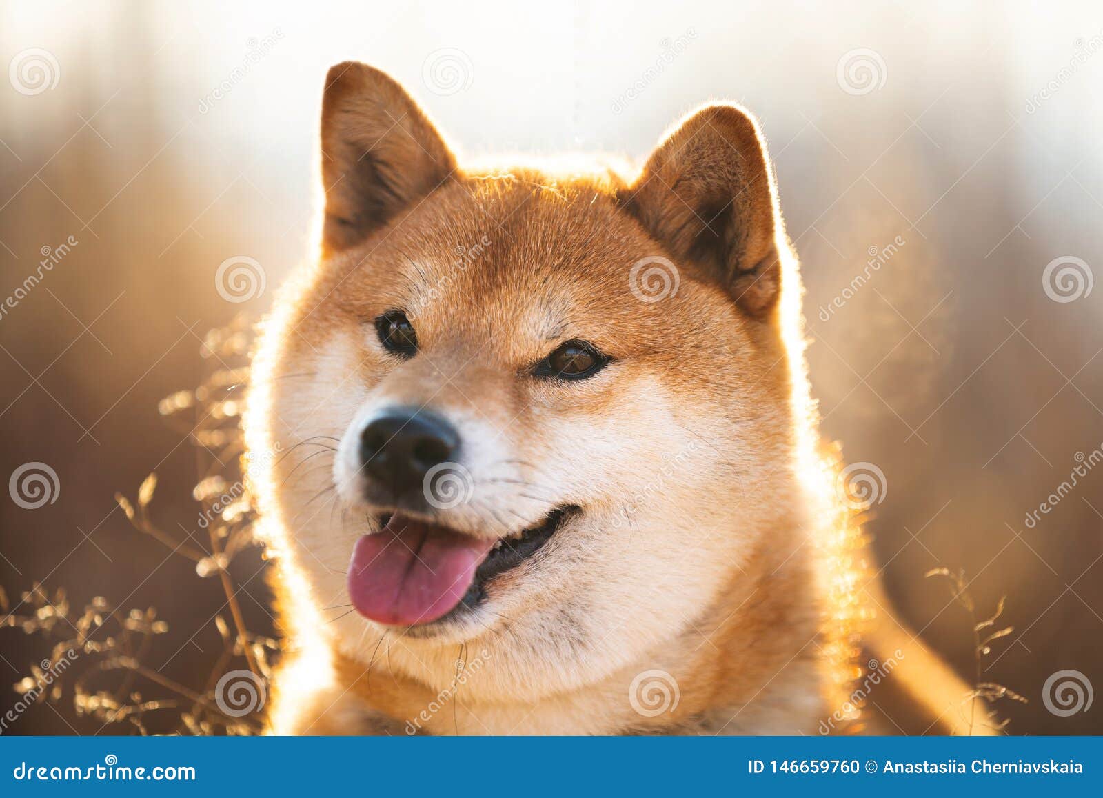 Cute And Happy Red Shiba Inu Dog Sitting In The Field At