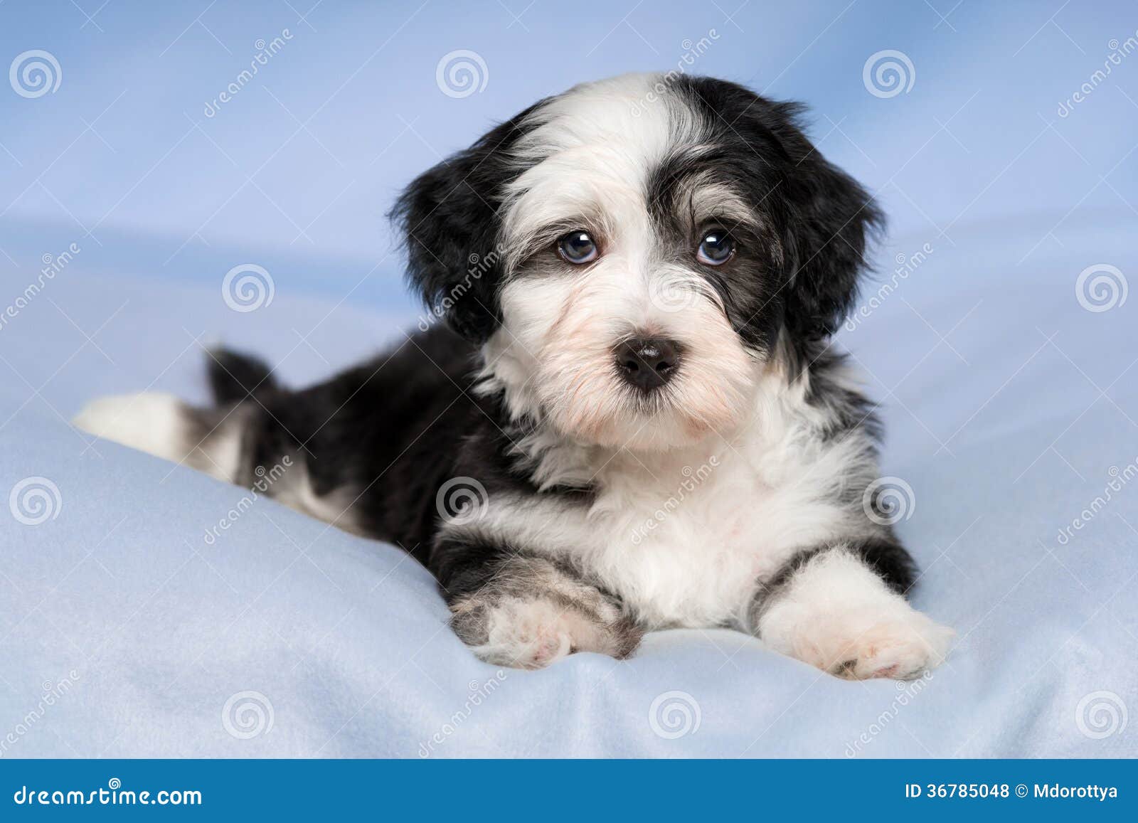Cute Havanese Puppy Dog Is Lying On A Blue Blanket Stock Photography ...