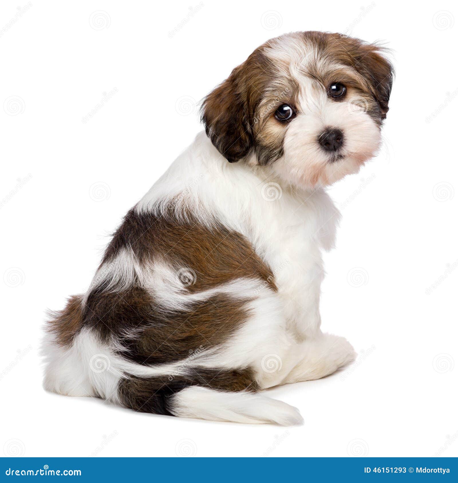 cute havanese puppies