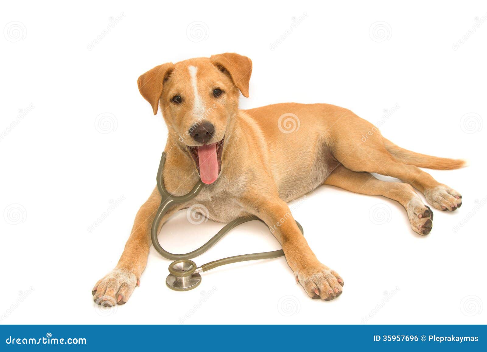 Cute Healthy Puppy with a Stethoscope Stock Photo Image of friend