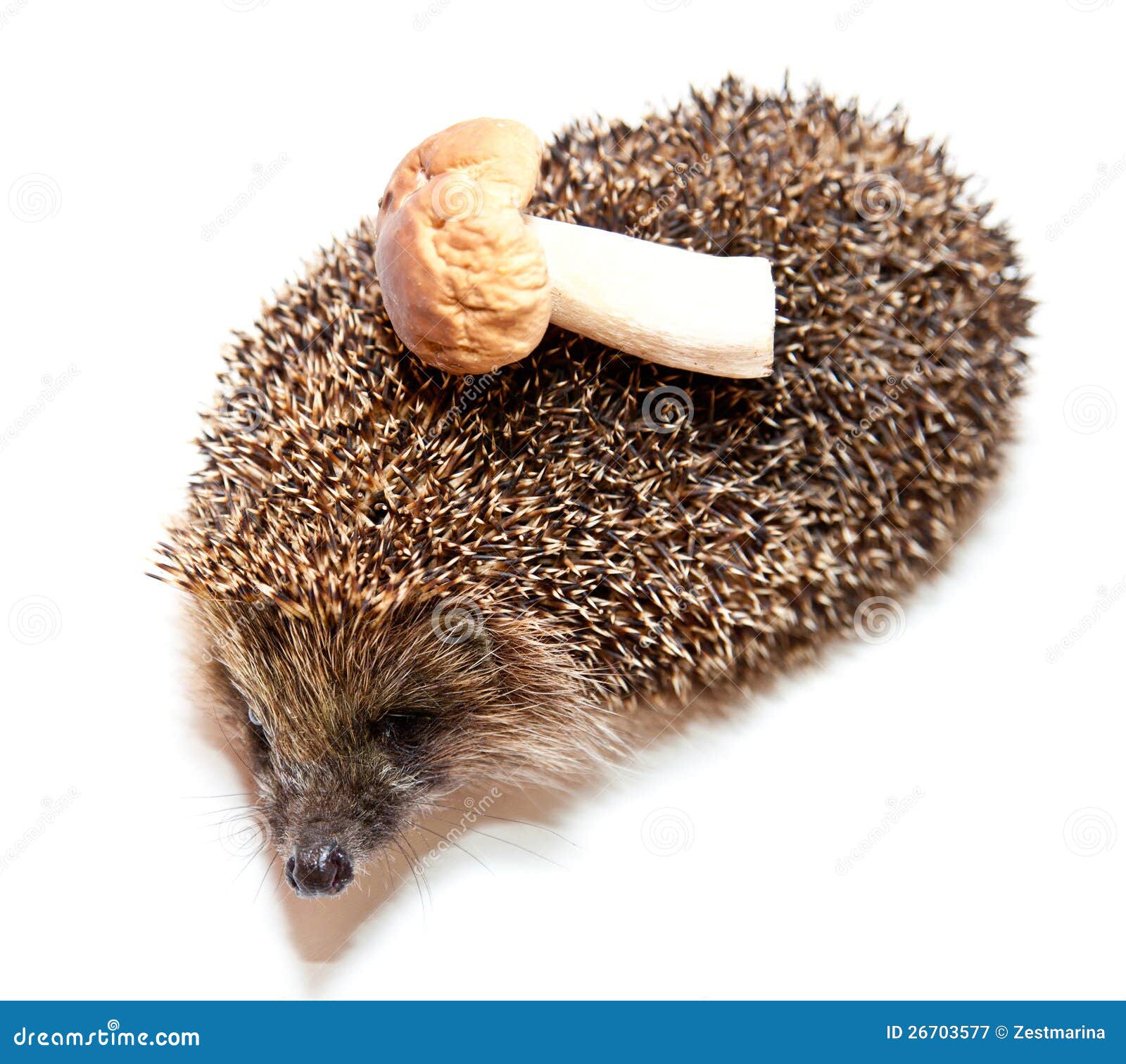 Cute Hedgehog Carrying Mushroom Royalty Free Stock Photography - Image