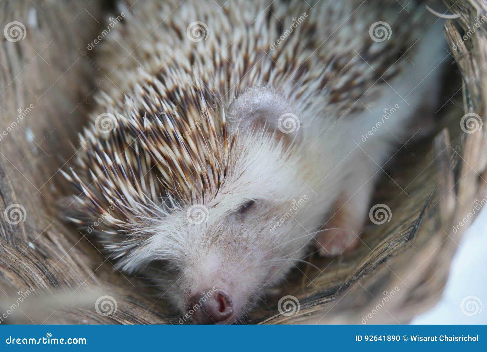 Cute Hedgehog Sleep in Basket Stock Photo Image of basket, daytime
