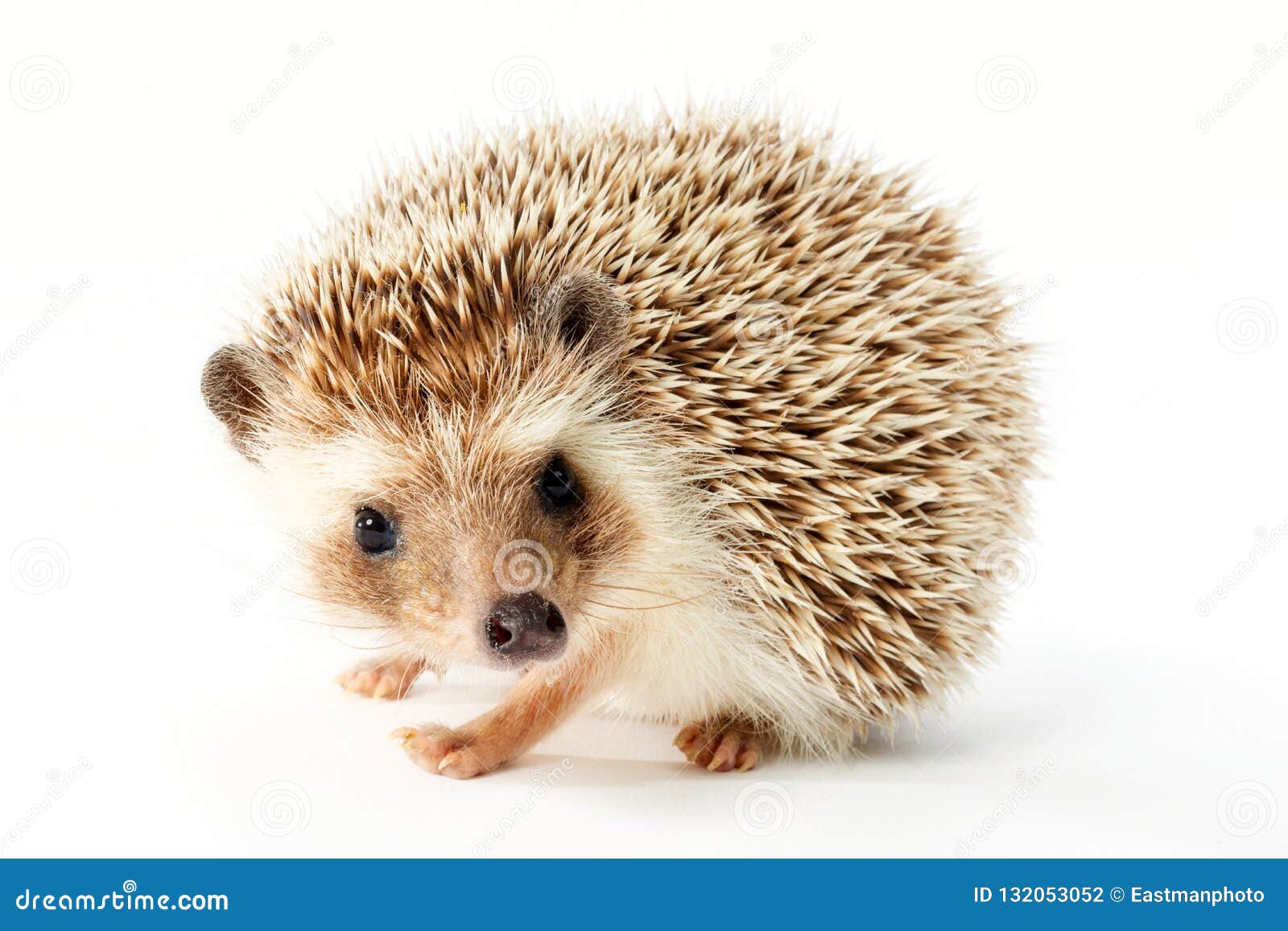 cute hedgehog on white