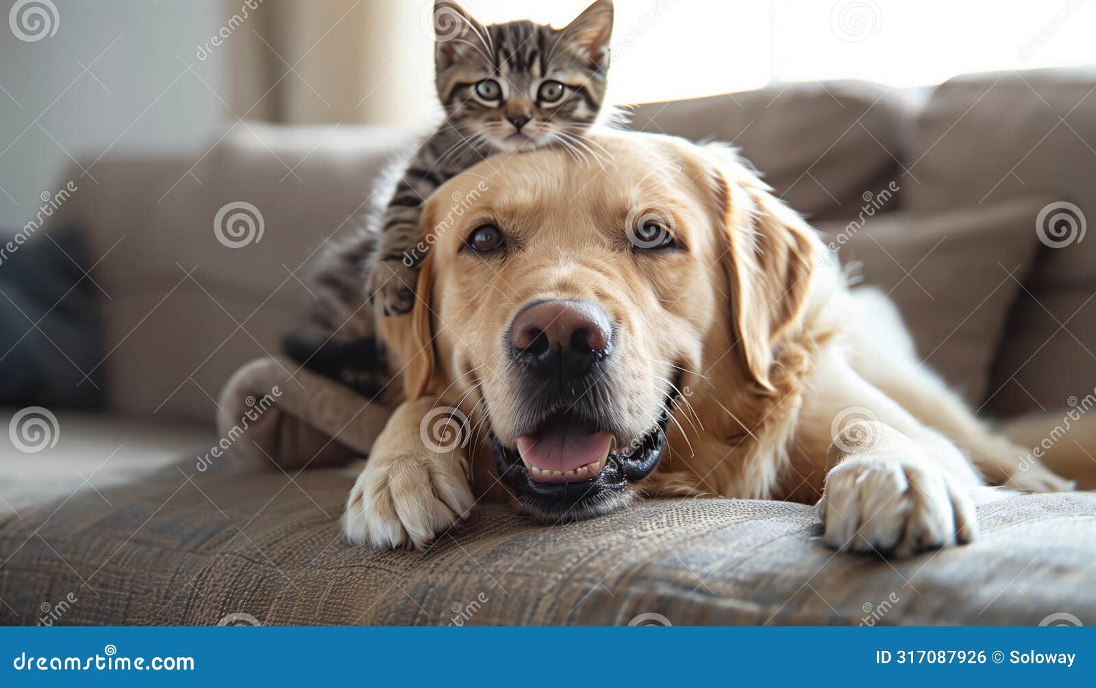 cute home pets scene and dog and cat friendship concept. small kitty lying on the big furry labrador canine and together looking
