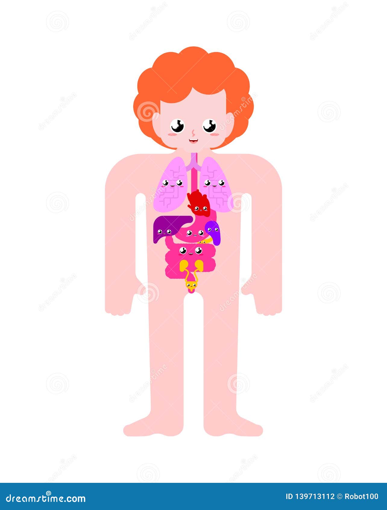 Cute Human Anatomy Organs Internal. Cartoon Style Systems of Man Body and  Organs. Medical Systems. Kids Character Stock Vector - Illustration of  bladder, brain: 139713112
