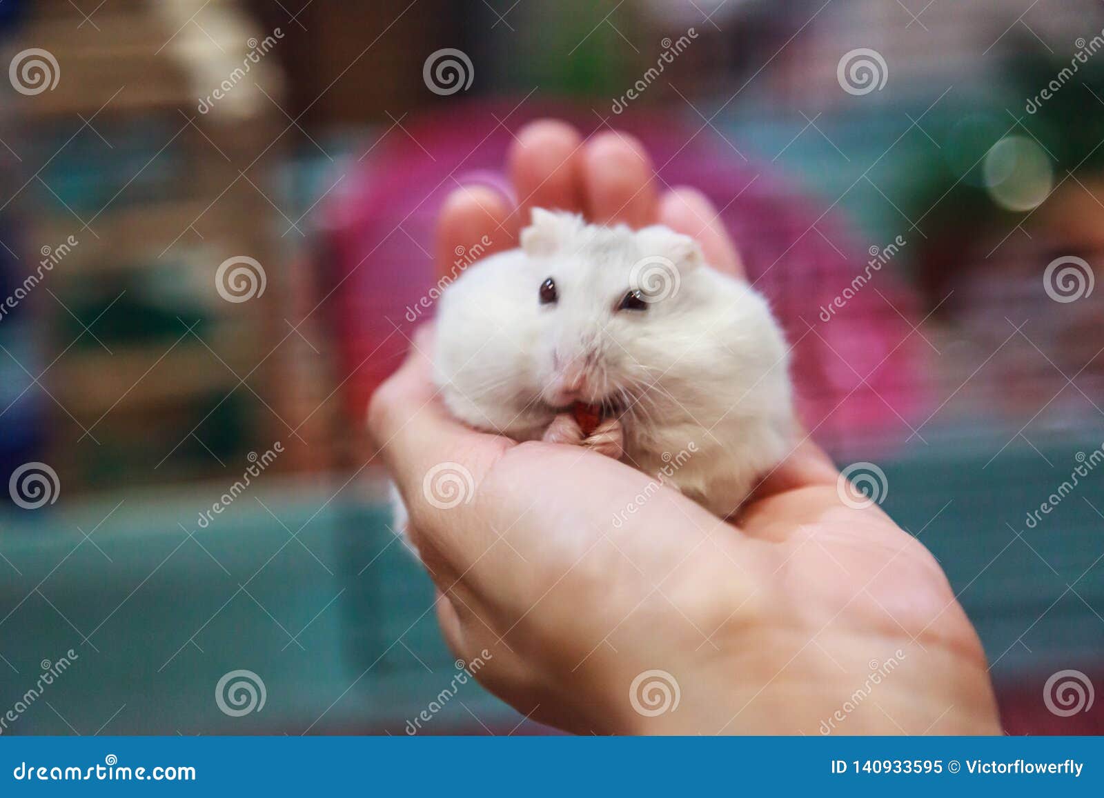 dwarf djungarian hamster