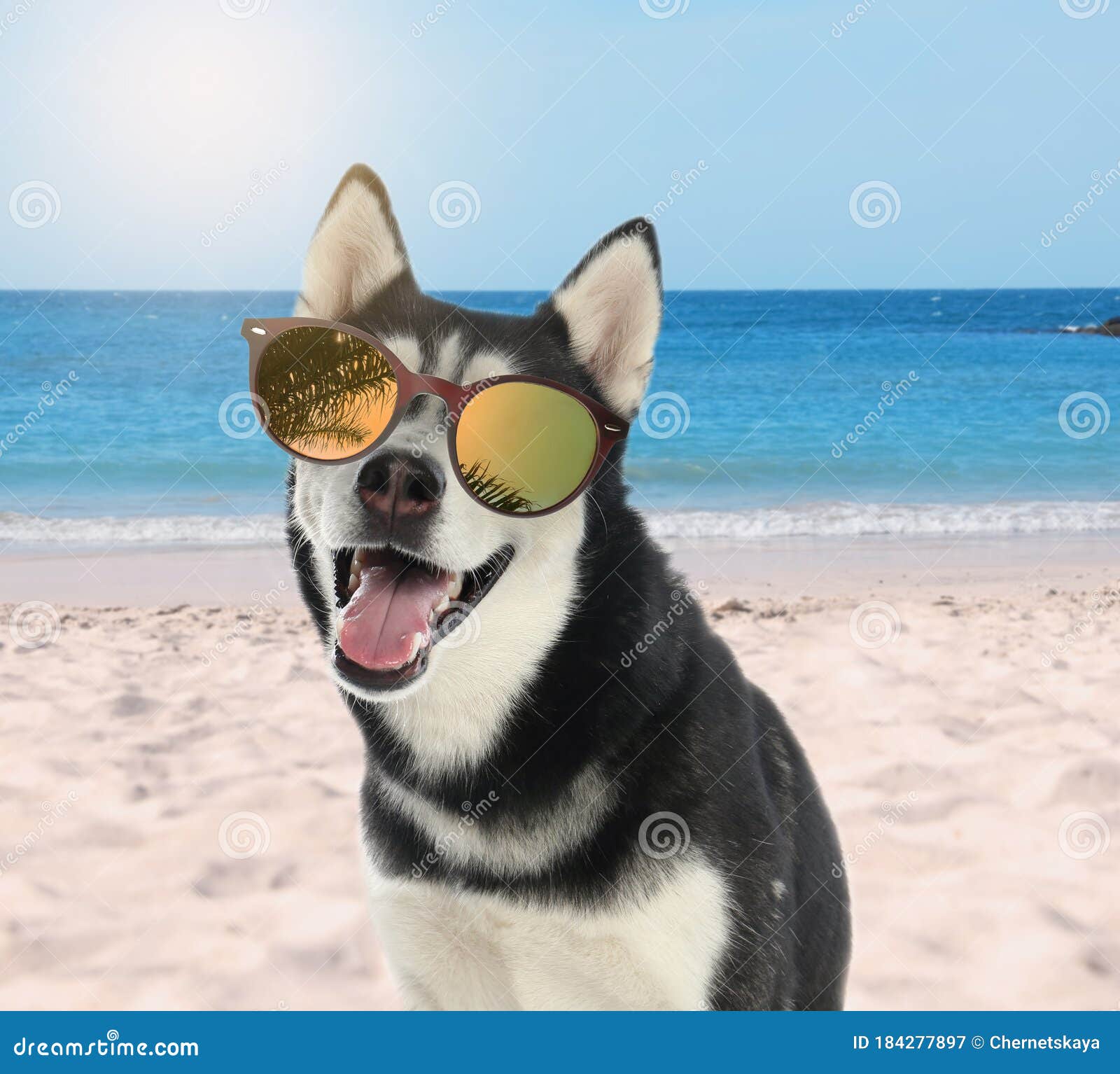 husky sunglasses