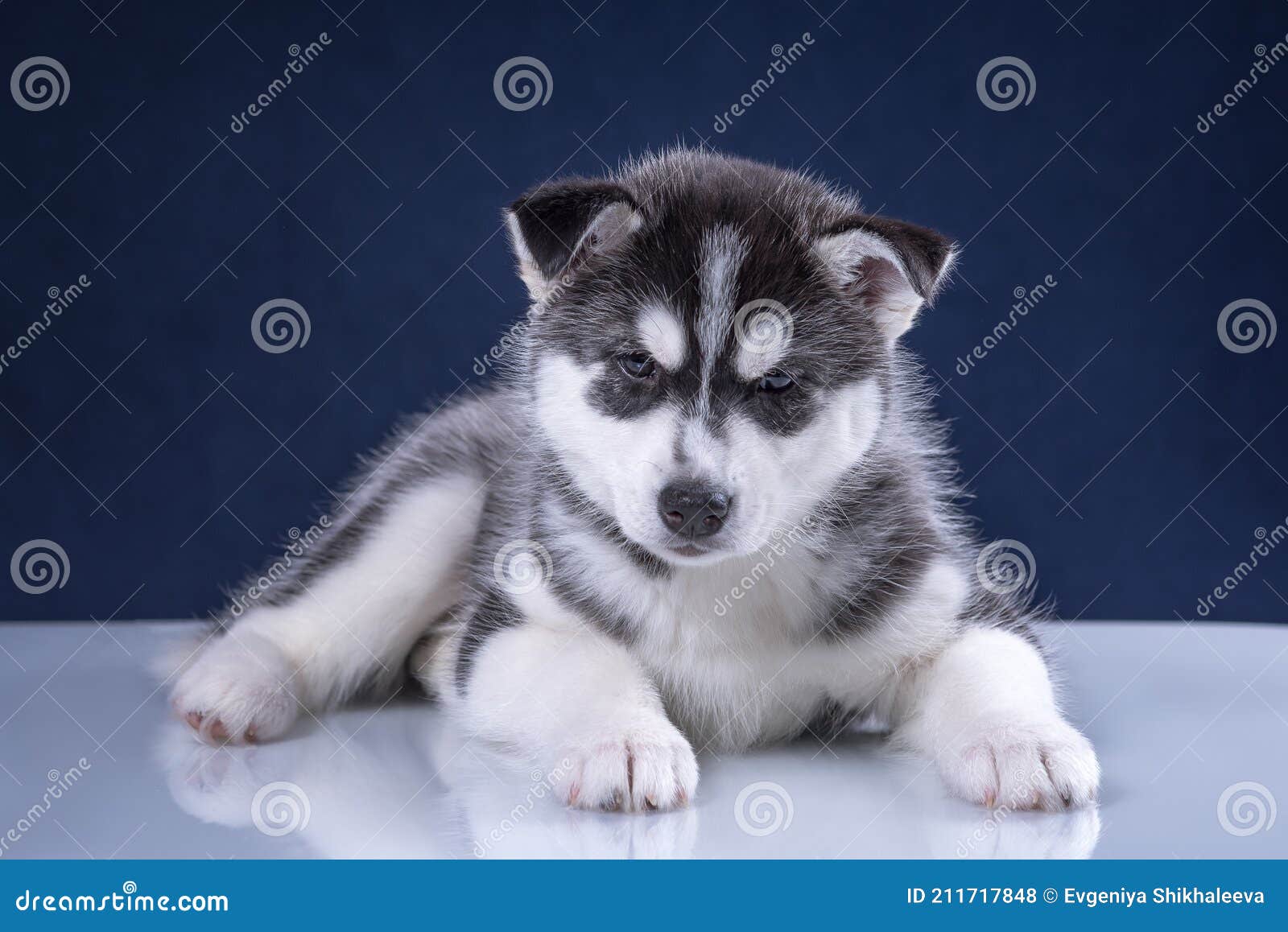 images of cute husky puppies