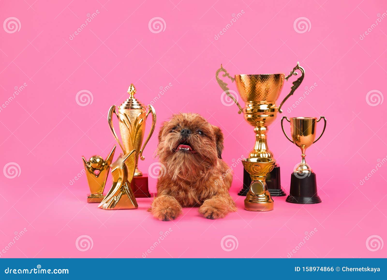 Cute Il Cane Griffon Di Bruxelles Con I Trofei Di Campioni Fotografia ...