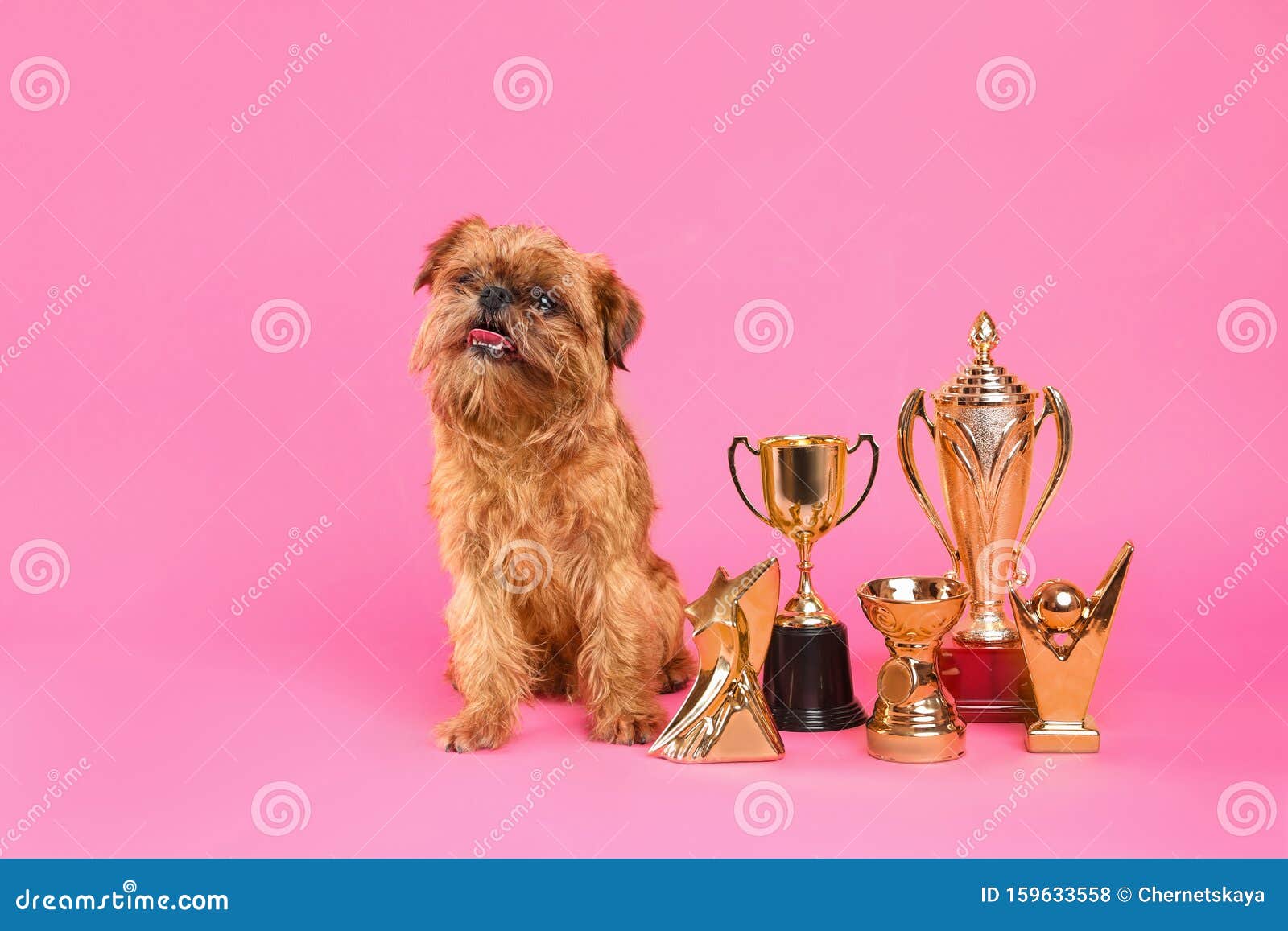 Cute Il Cane Griffon Di Bruxelles Con I Trofei Di Campioni Fotografia ...