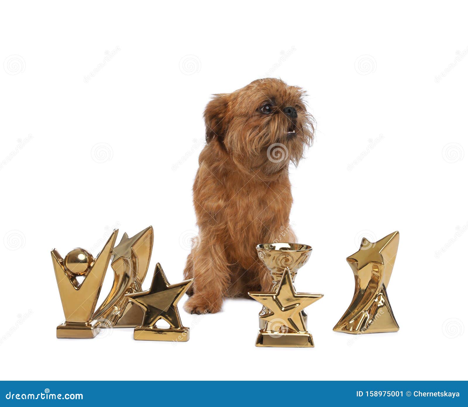Cute Il Cane Griffon Di Bruxelles Con I Trofei Di Campioni Immagine ...