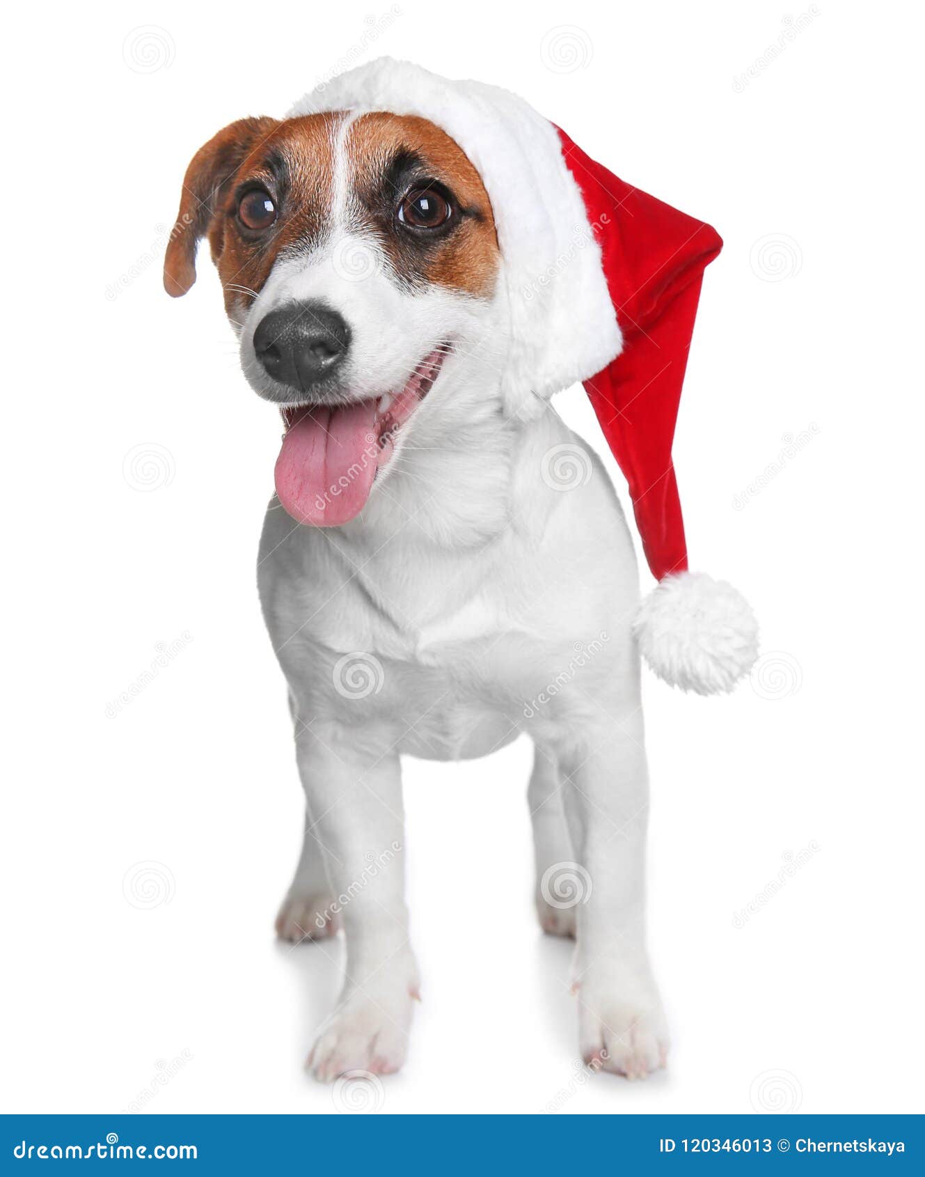 Cute Jack Russel Terrier in Red Hat and Gift Boxes, Isolated on White