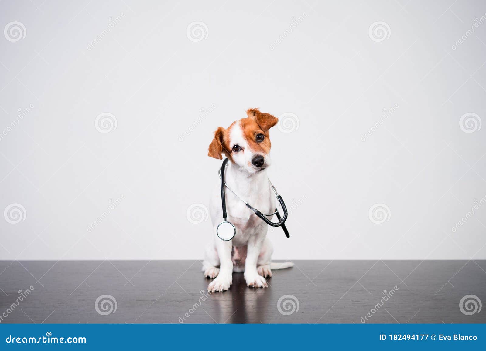 cute jack russell dog at veterinary clinic. holding a stethoscope. veterinary concept
