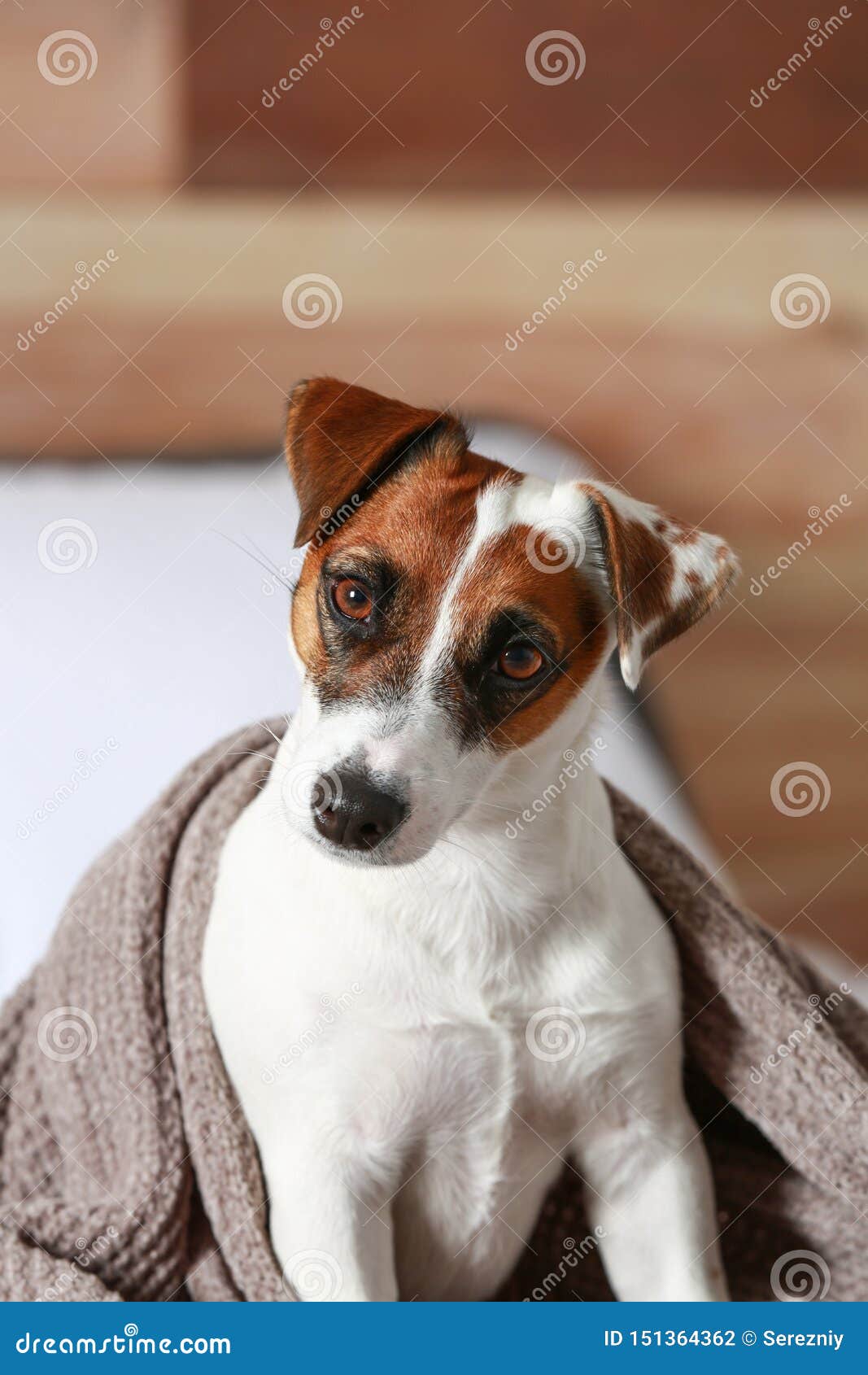 Cute Jack Russell Terrier on Bed at Home Stock Photo Image of rest