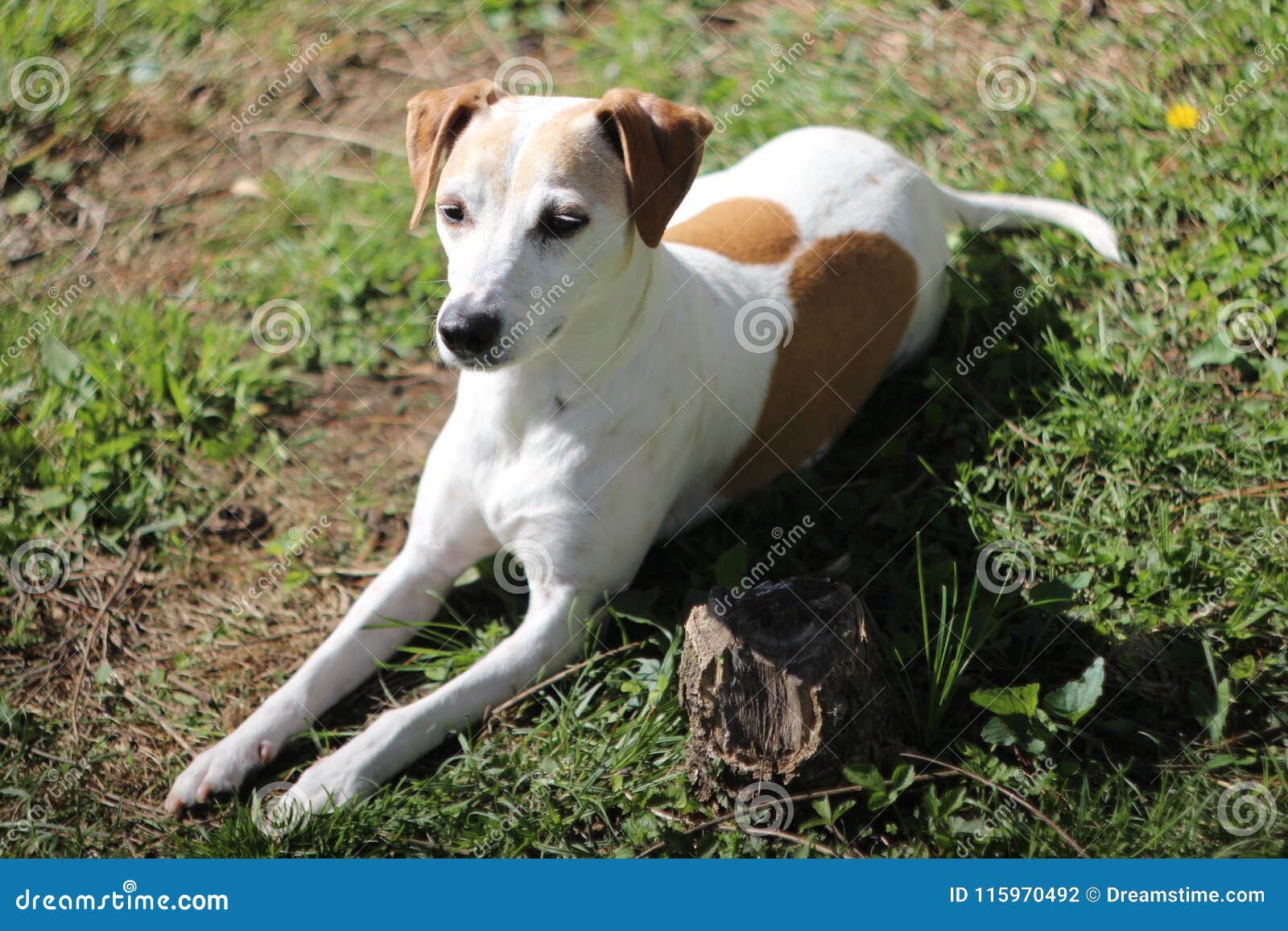 cutest jack russell mixes