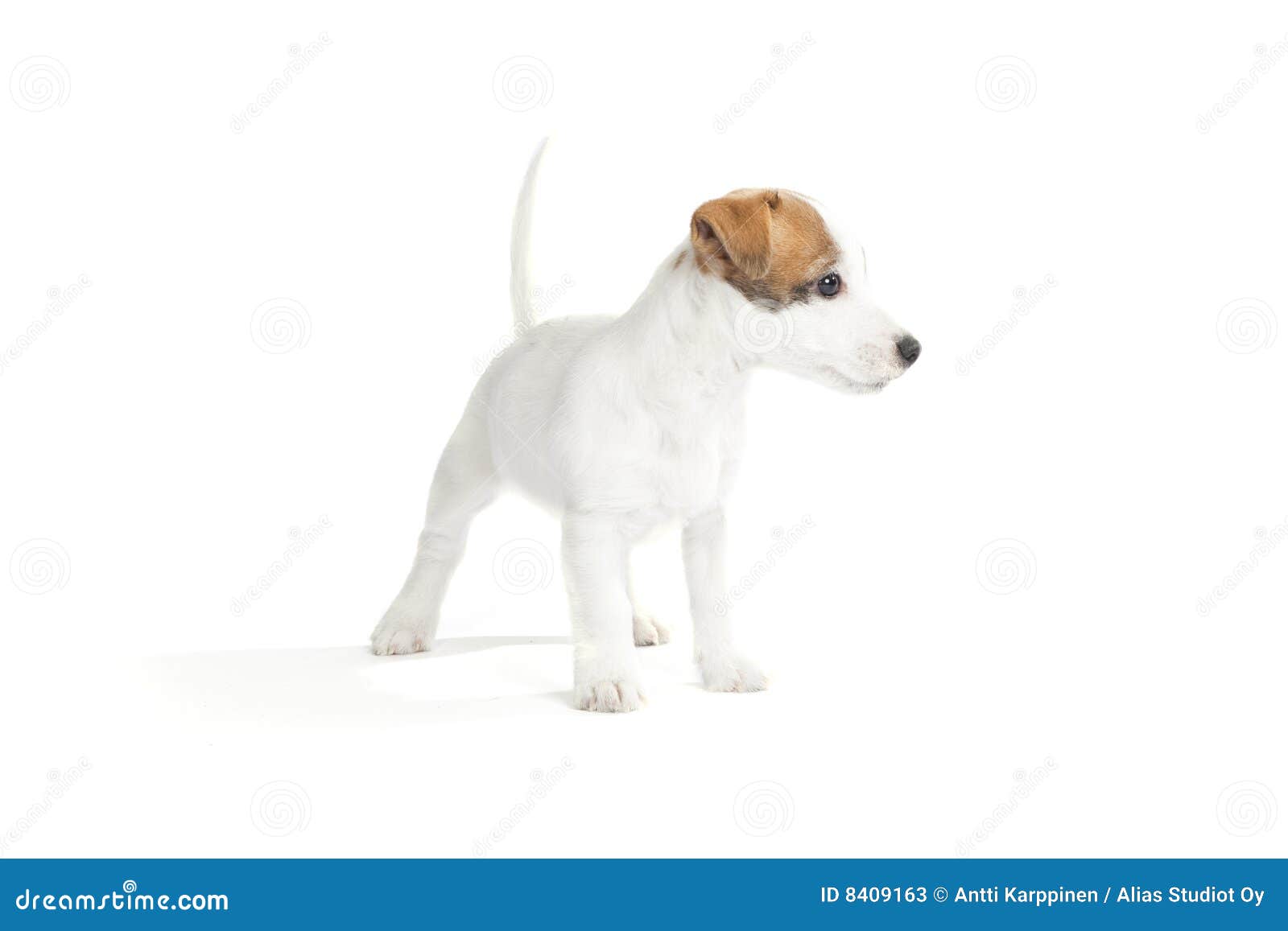Cute Jack Russell Terrier Dog Doing His Toilet, Pooping In Grass