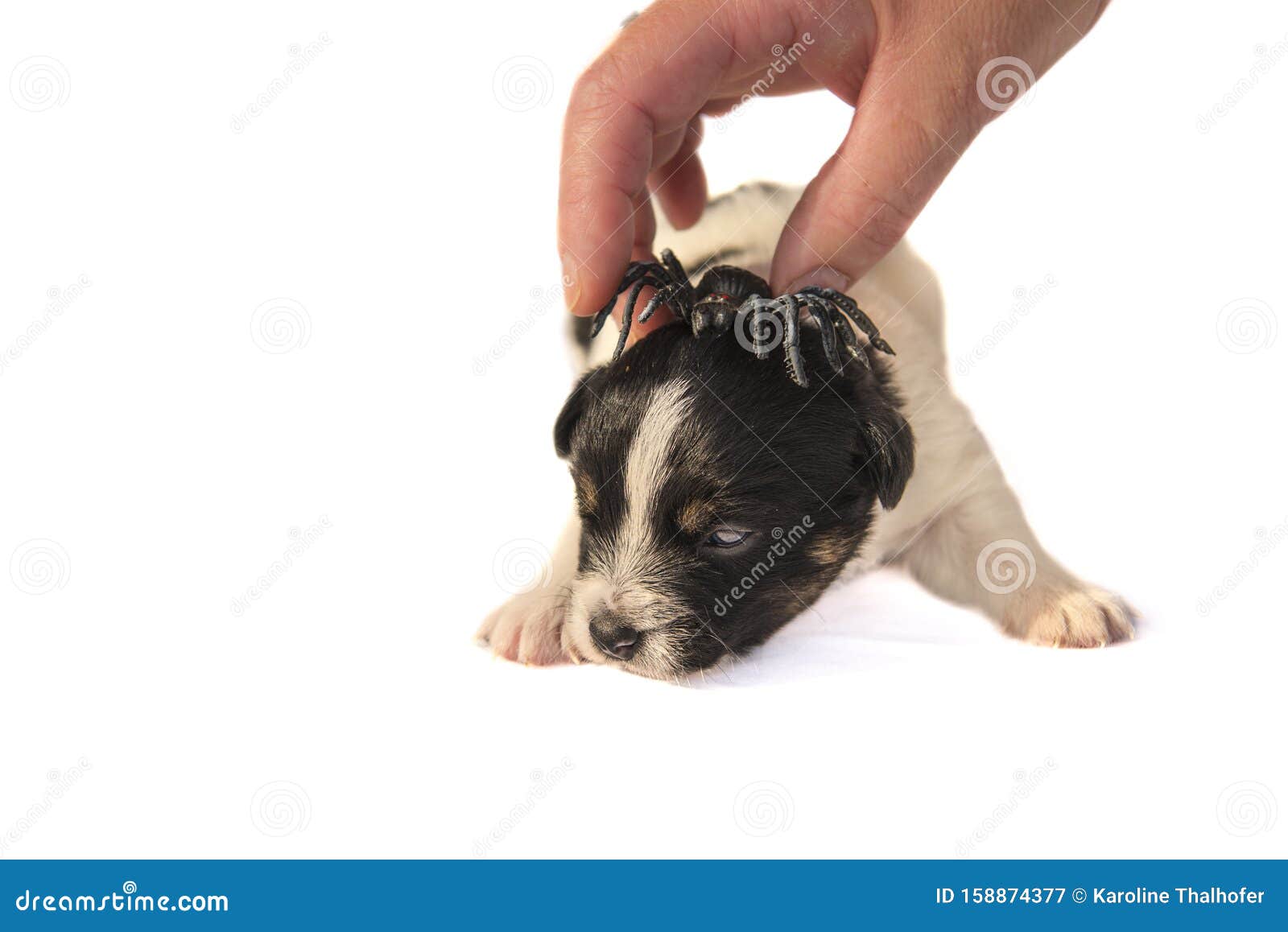 Spytte Tidlig Mistillid Cute Jack Russell Terrier Puppy Dog with Spider - Ready for Halloween Stock  Image - Image of child, fear: 158874377