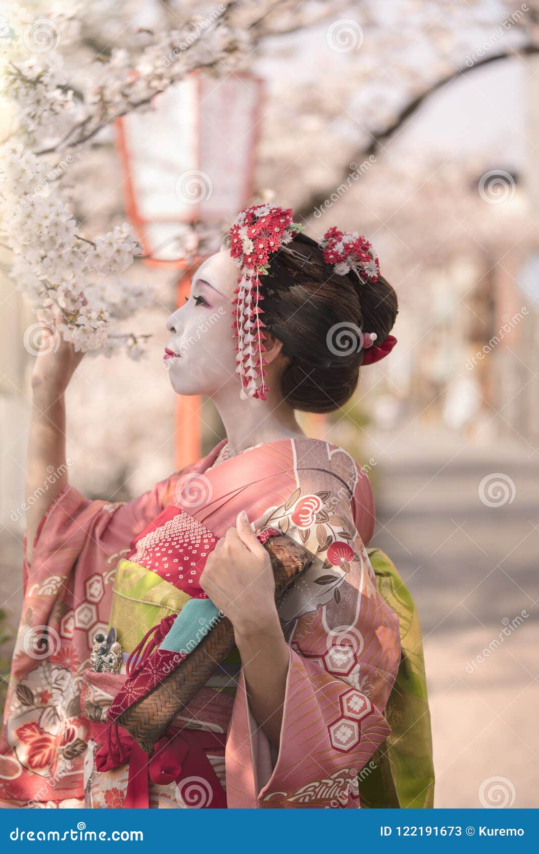 Cute Japanese Geisha Maiko Girl In Kimono Posing In Profile Admiring Cherry Blossoms At Su Stock 