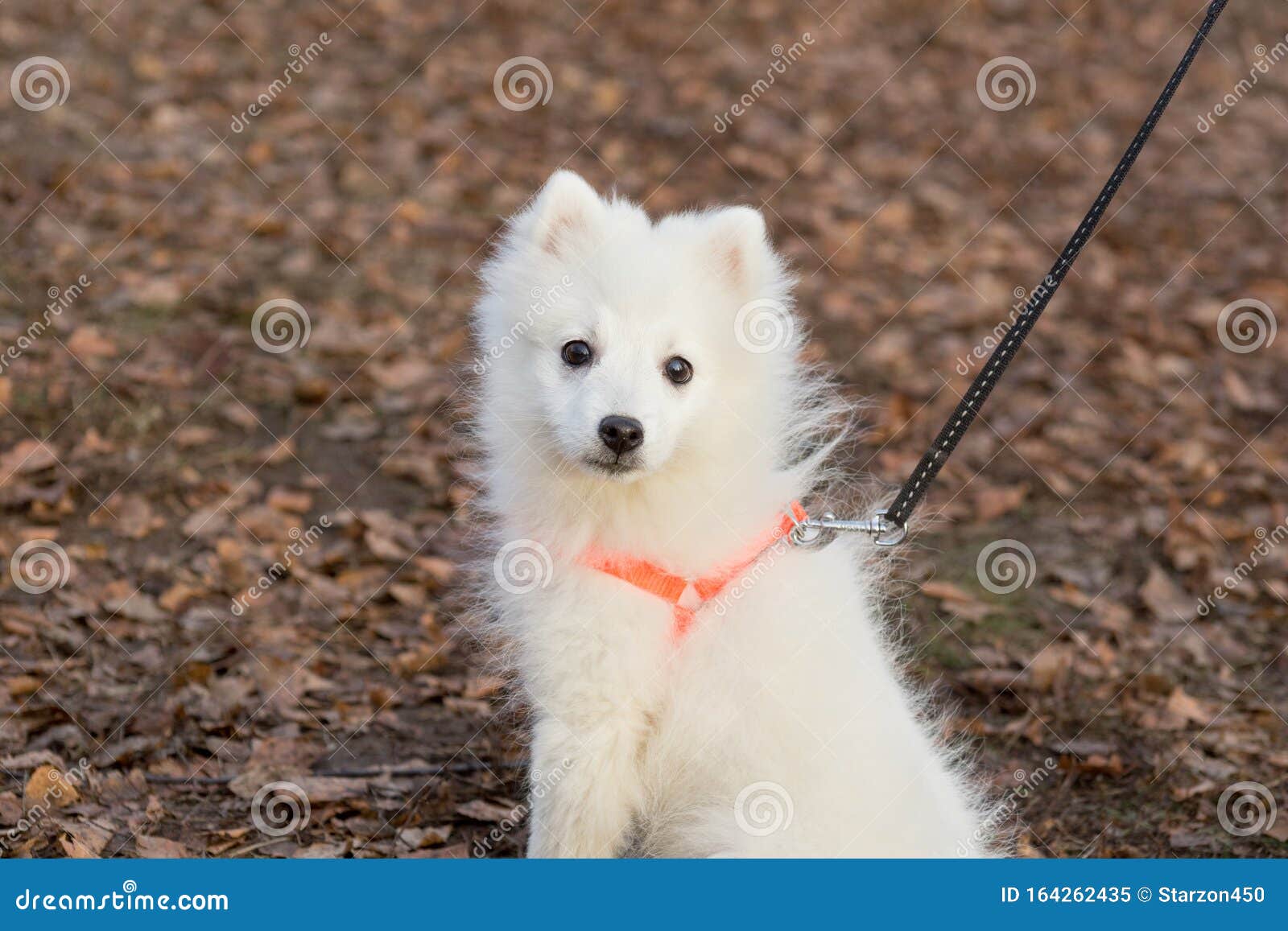 Cute Japanese Spitz Puppy Is Looking At The Camera Pet Animals Stock Image Image Of Japanese Jaws