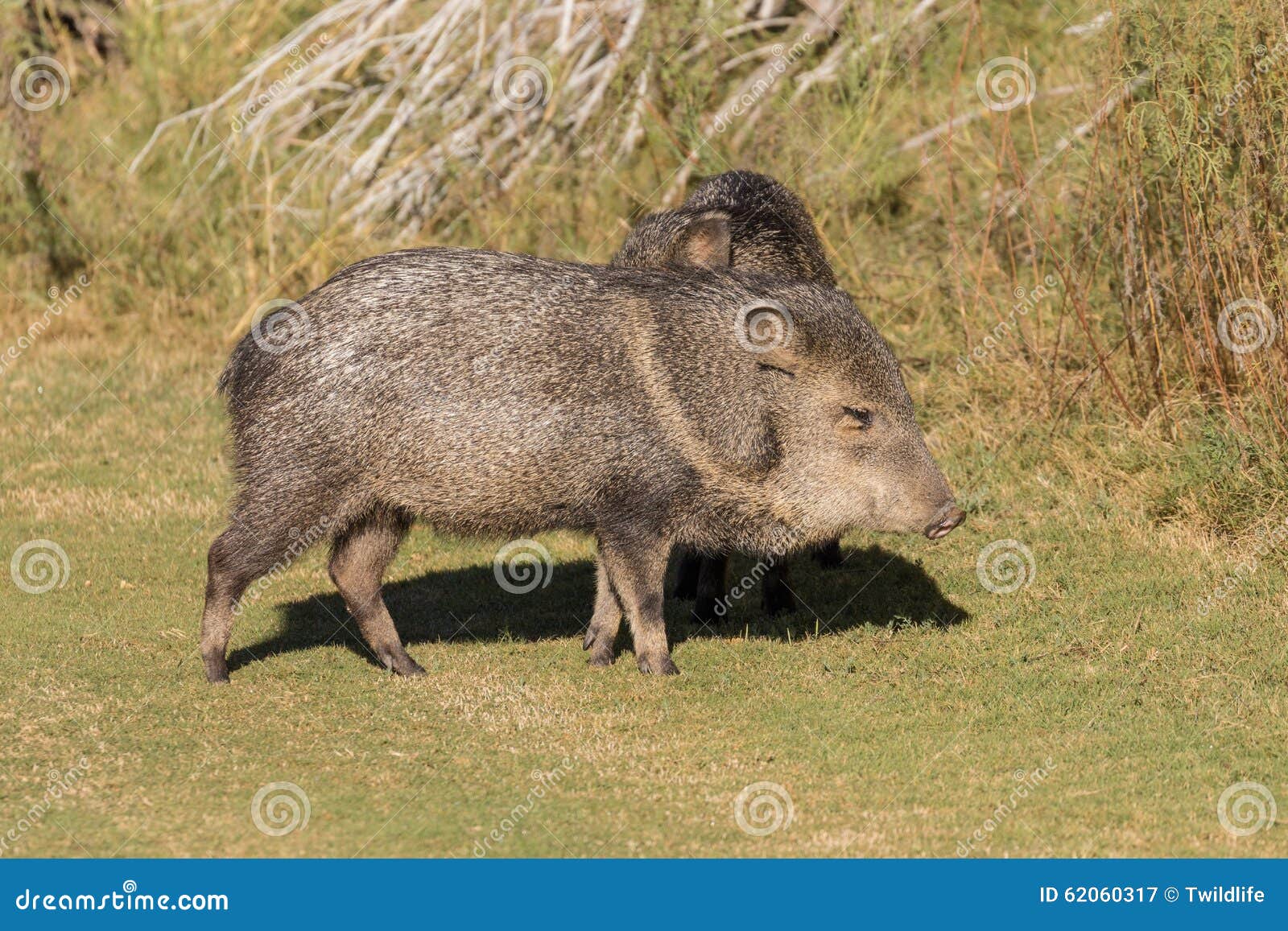Cute Javelina stock image. Image of mammal, peccary, wildlife 62060317