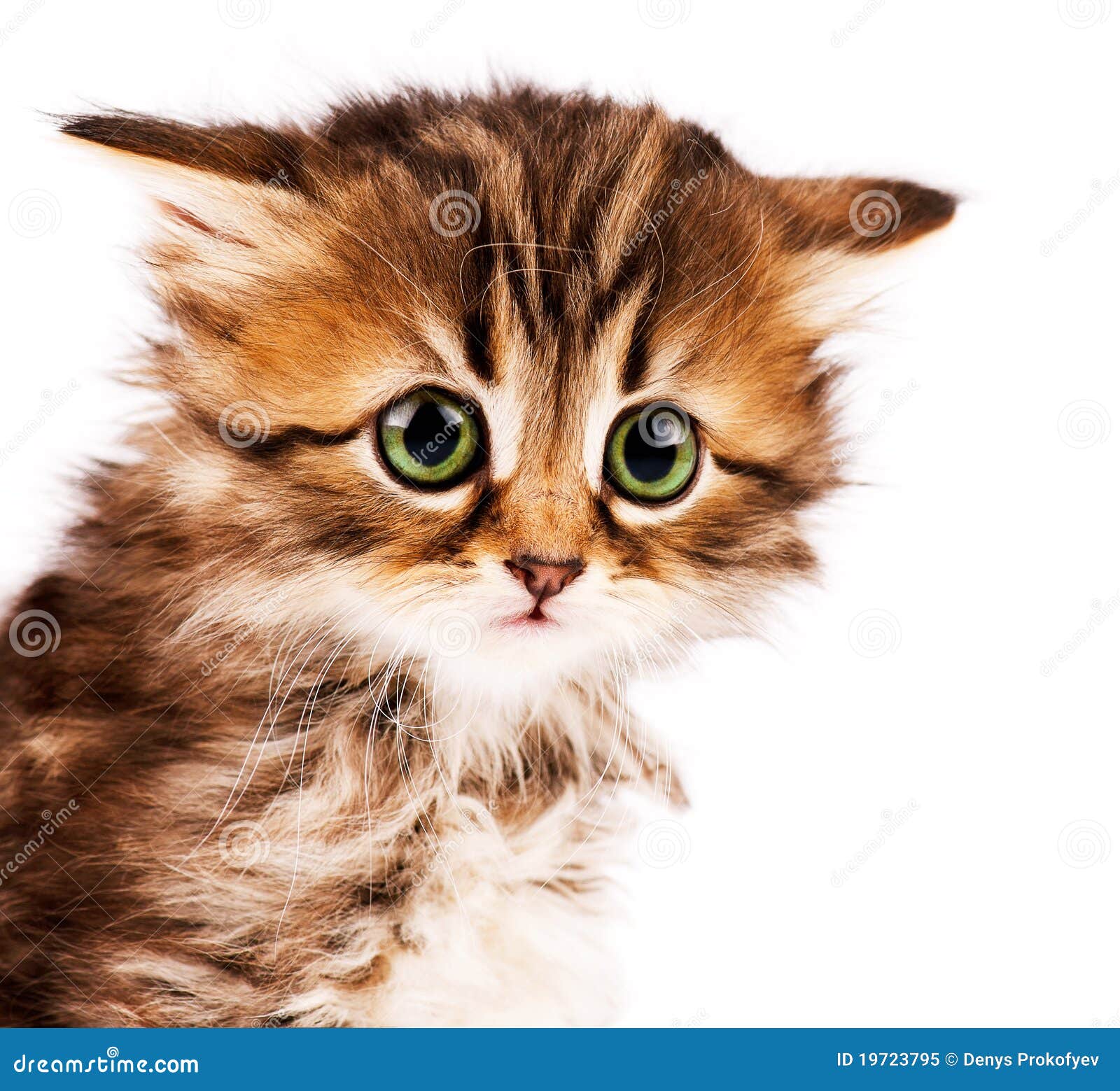 Cute kitten stock image. Image of isolated, carnivore - 19723795