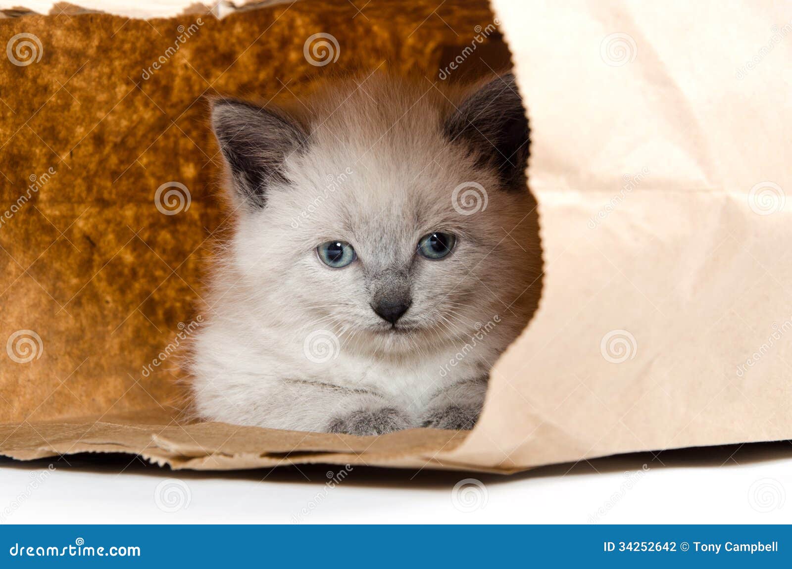 Cute Kitten In A Bag Stock Photo Image Of Sack Playing 34252642