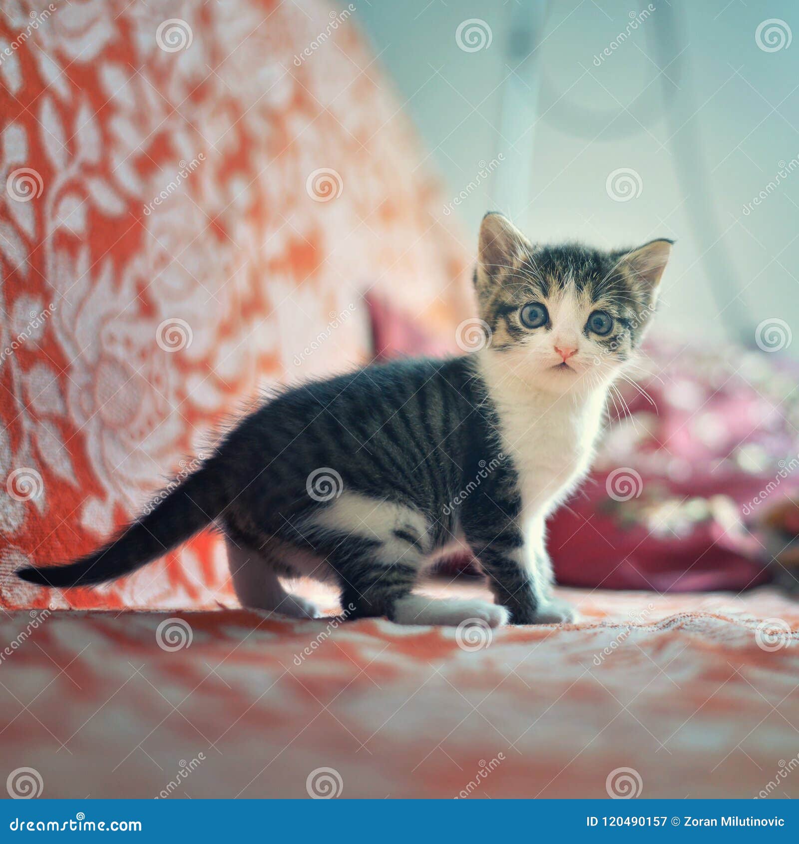 Cute kitten on the bed stock image. Image of color, looking 120490157