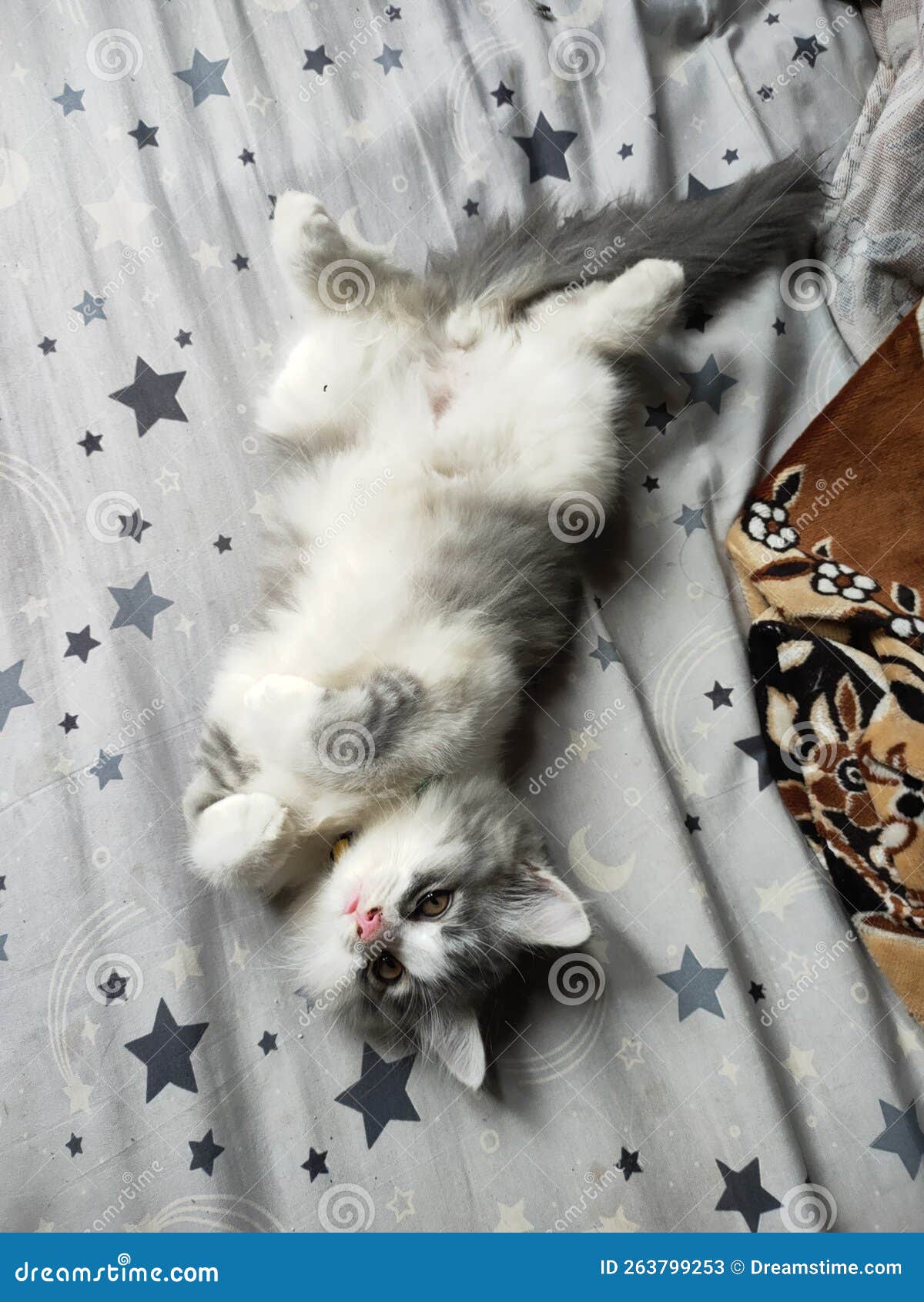 Cute Kitten on the bed stock image. Image of cute, kitten 263799253