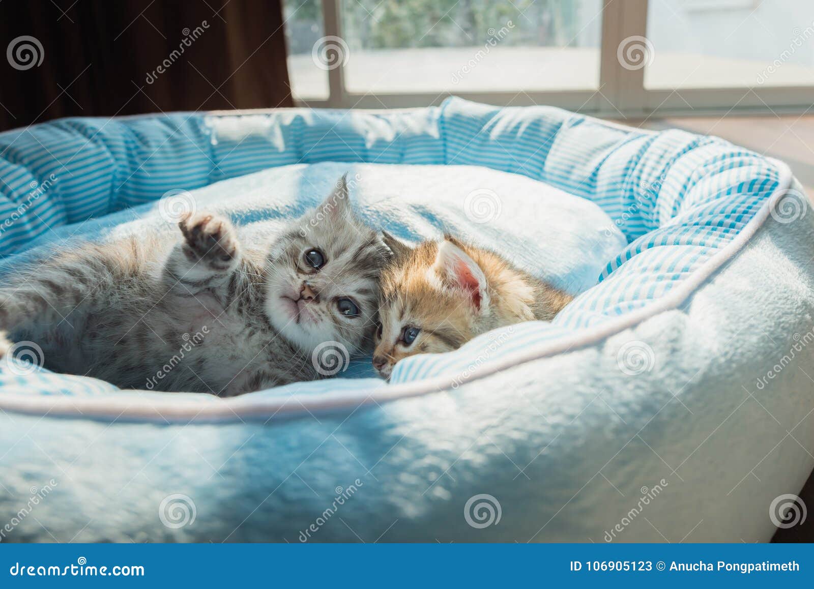 Cute kitten on bed stock image. Image of beautiful, feline 106905123