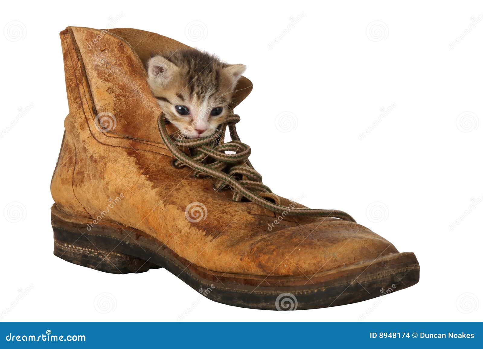 Cute Kitten in Boot stock photo. Image of charming, household - 8948174