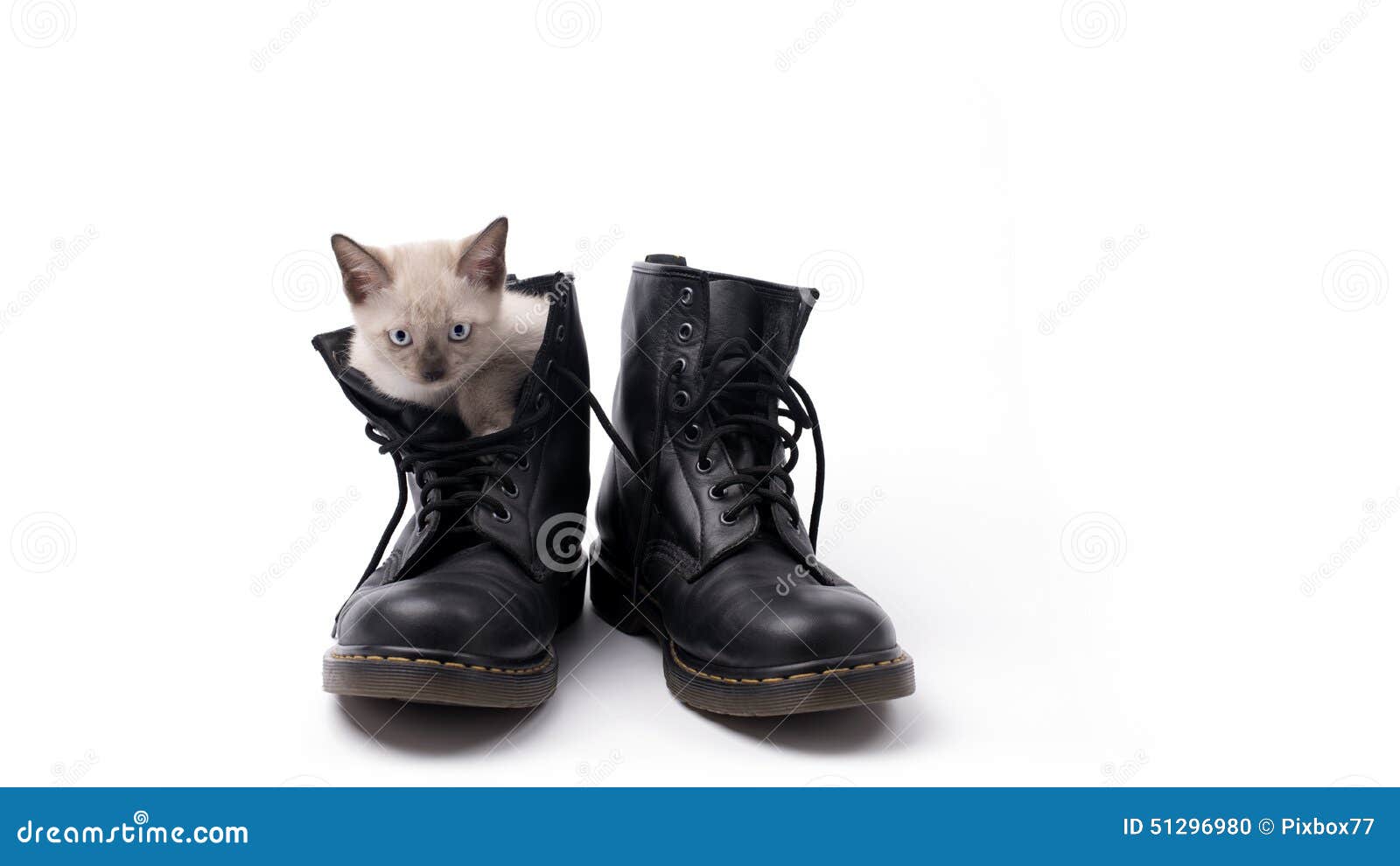 Cute Kitten in Boots Isolated on White Stock Photo - Image of ...