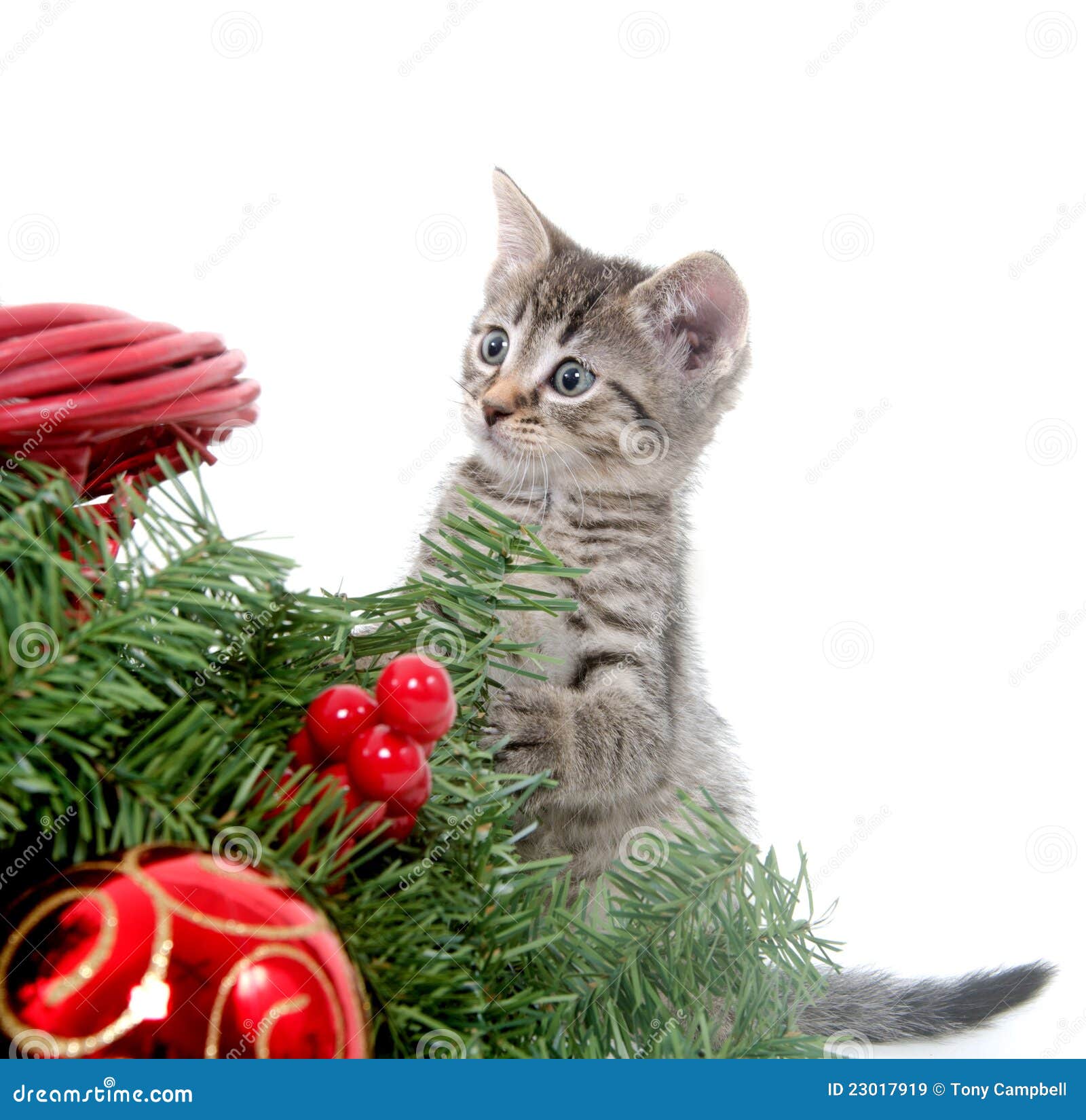 Cute Kitten and Christmas Decorations Stock Image Image of playing