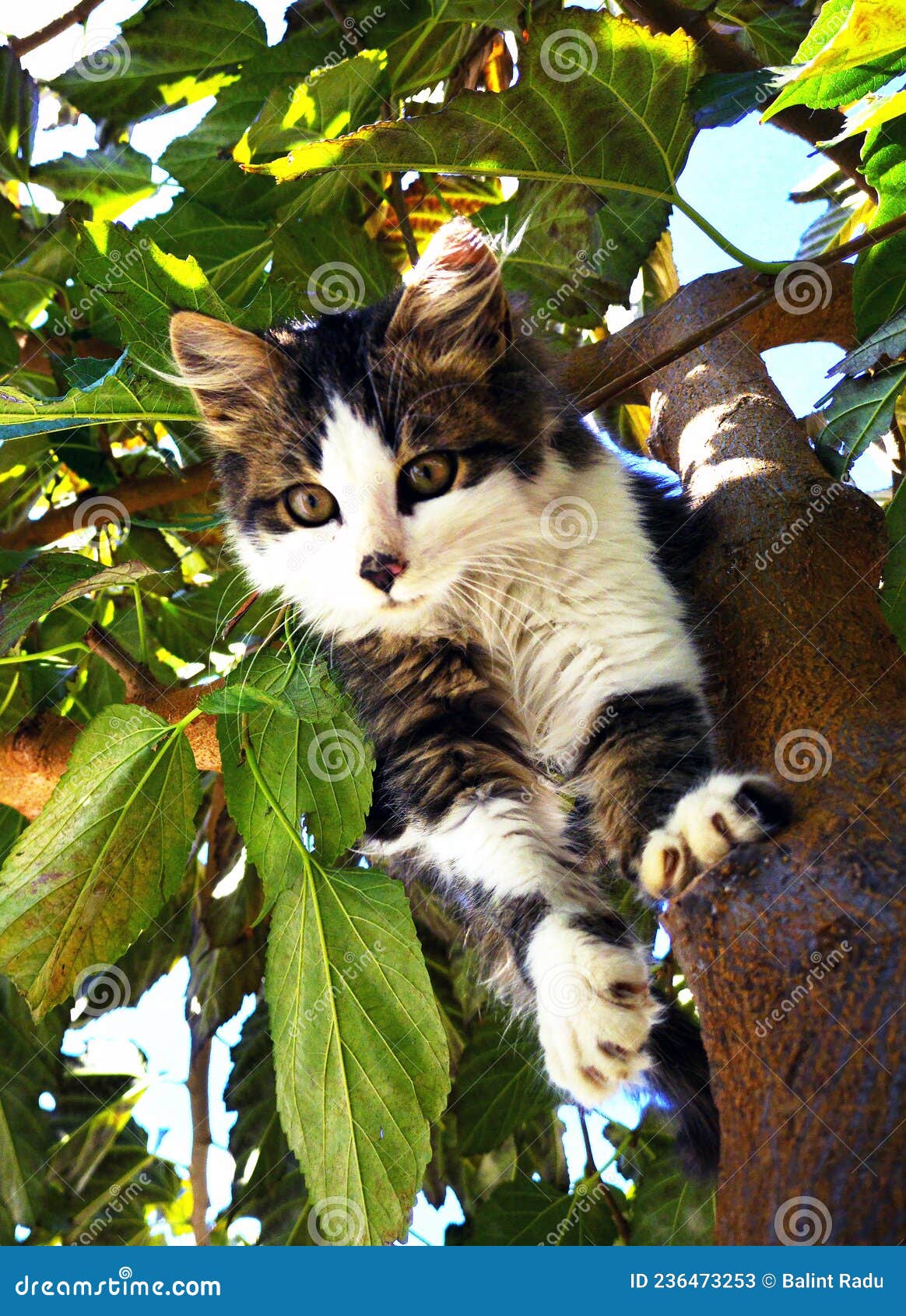 Cute Kitten Climbing Down from the Tree Stock Image Image of looking