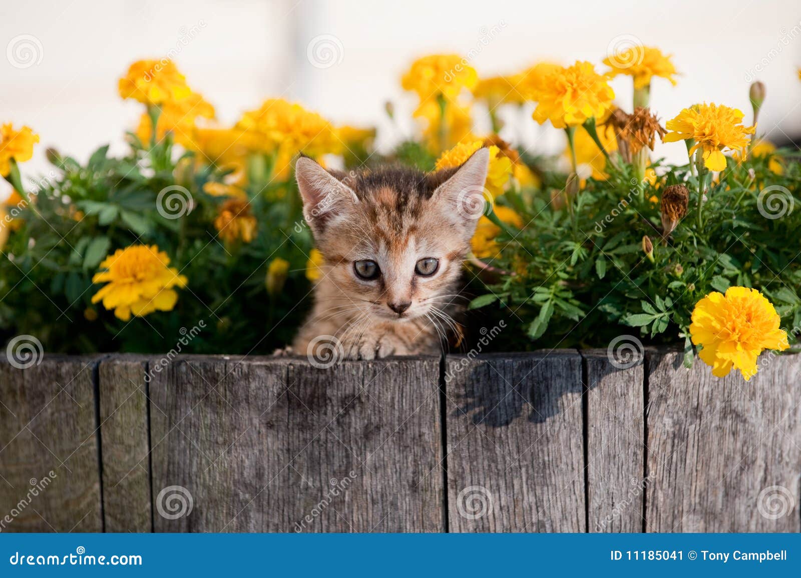Cute kitten in flowers stock image. Image of kitty, single 11185041