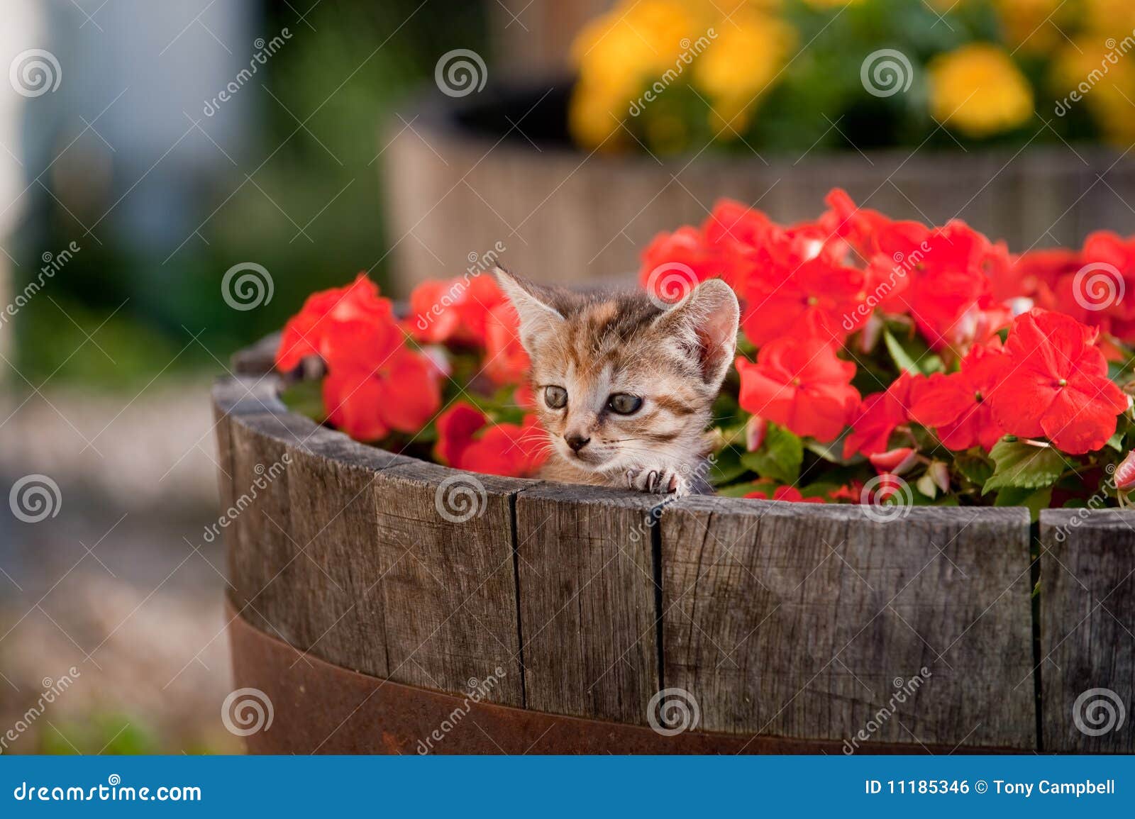 Cute kitten in flowers stock photo. Image of barrel, mums 11185346